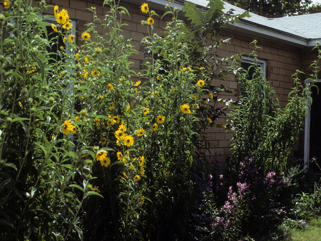 Maximilian Sunflower - Image 5