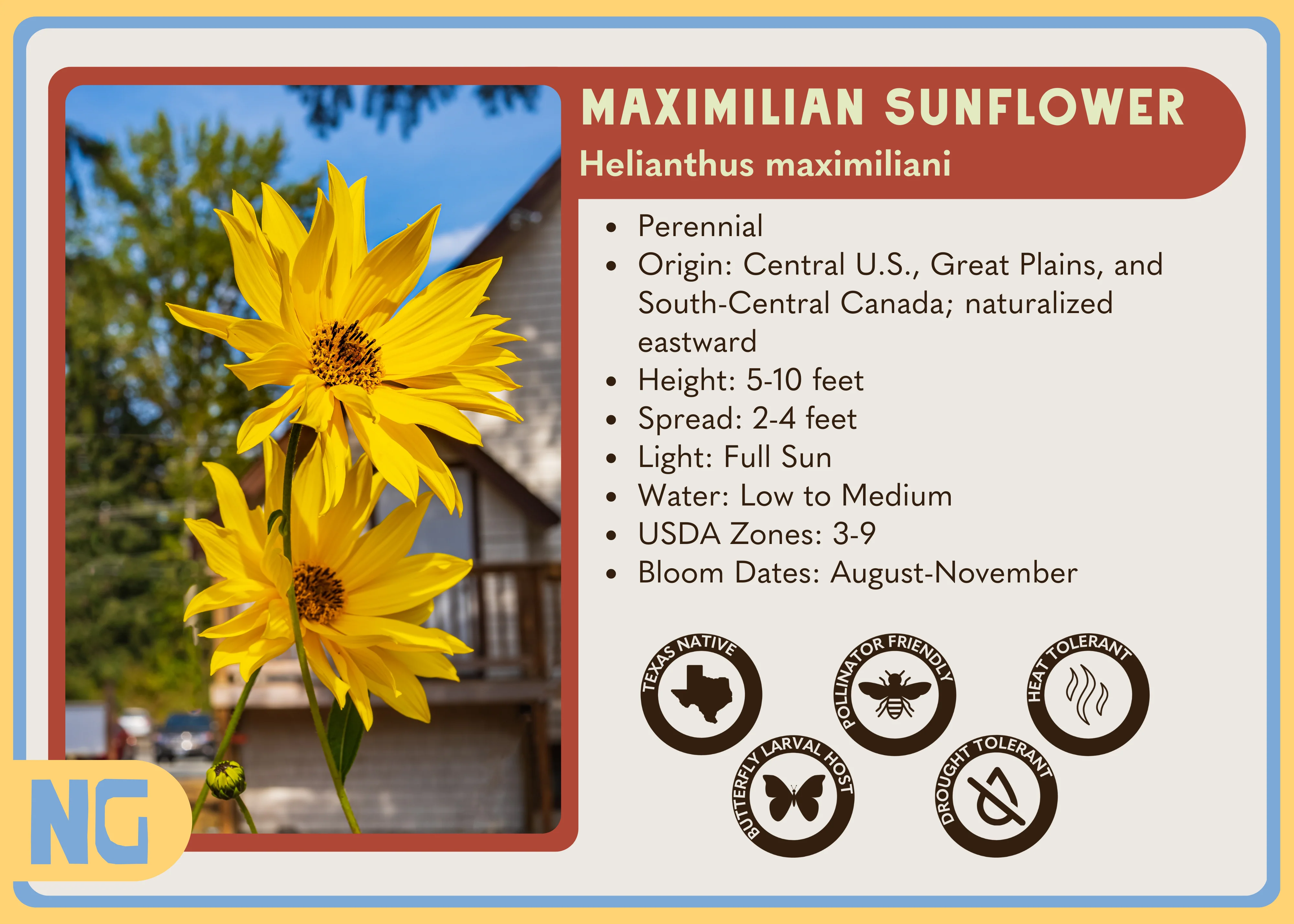 Maximilian Sunflower - Image 6
