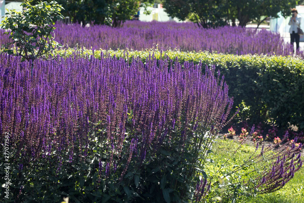 May Night Salvia - Image 2