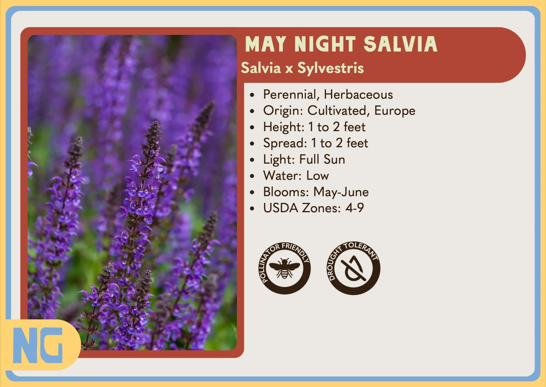 May Night Salvia - Image 3