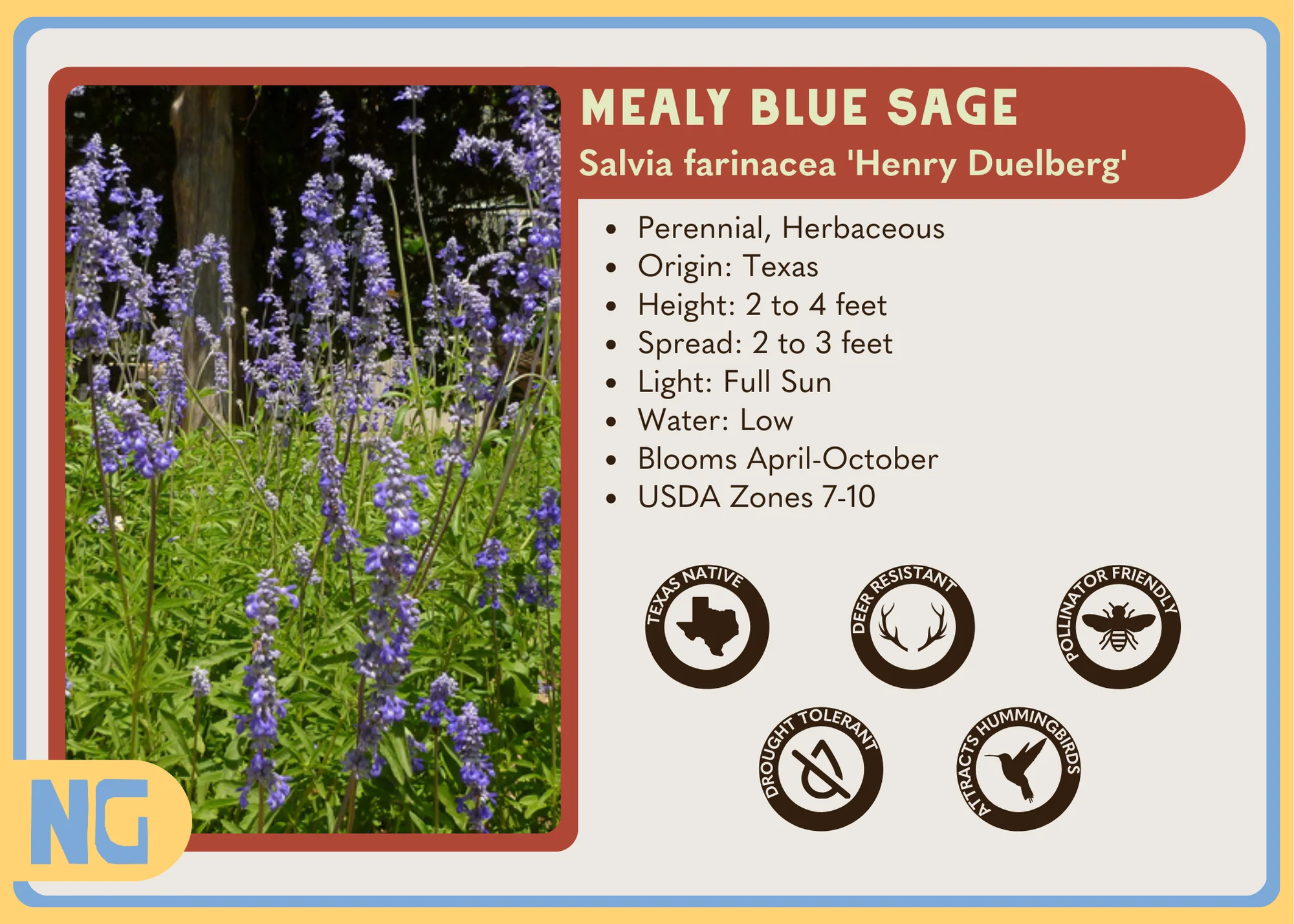 Mealy Blue Sage - Image 3
