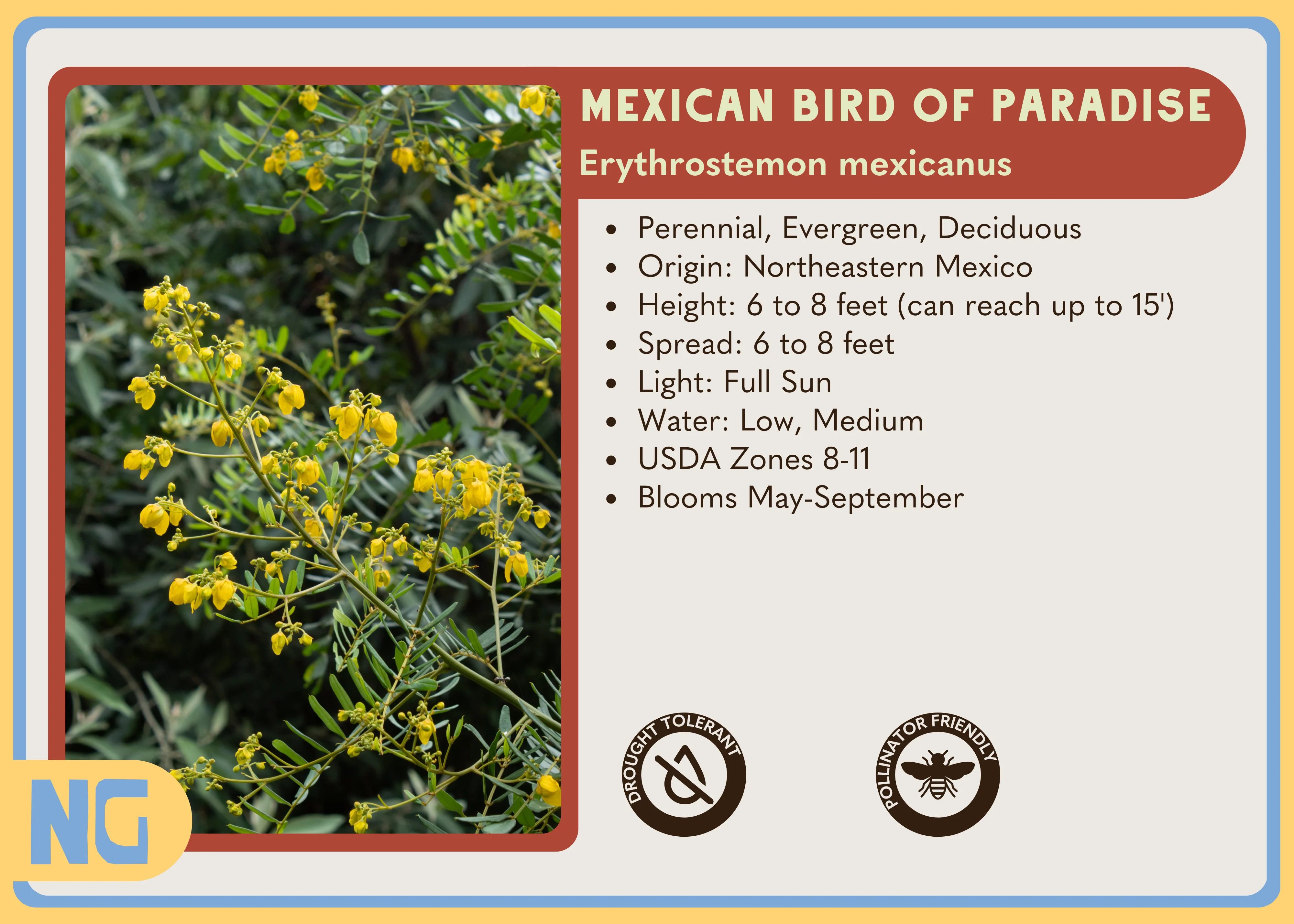 Mexican Bird of Paradise - Image 3