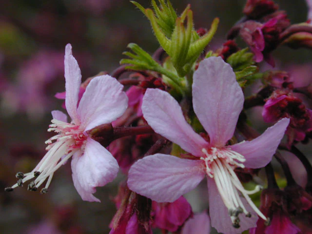 Mexican Buckeye - Image 3