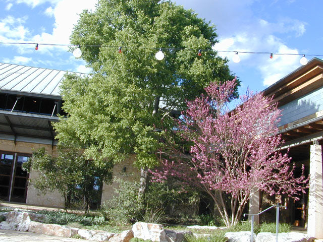 Mexican Buckeye - Image 4
