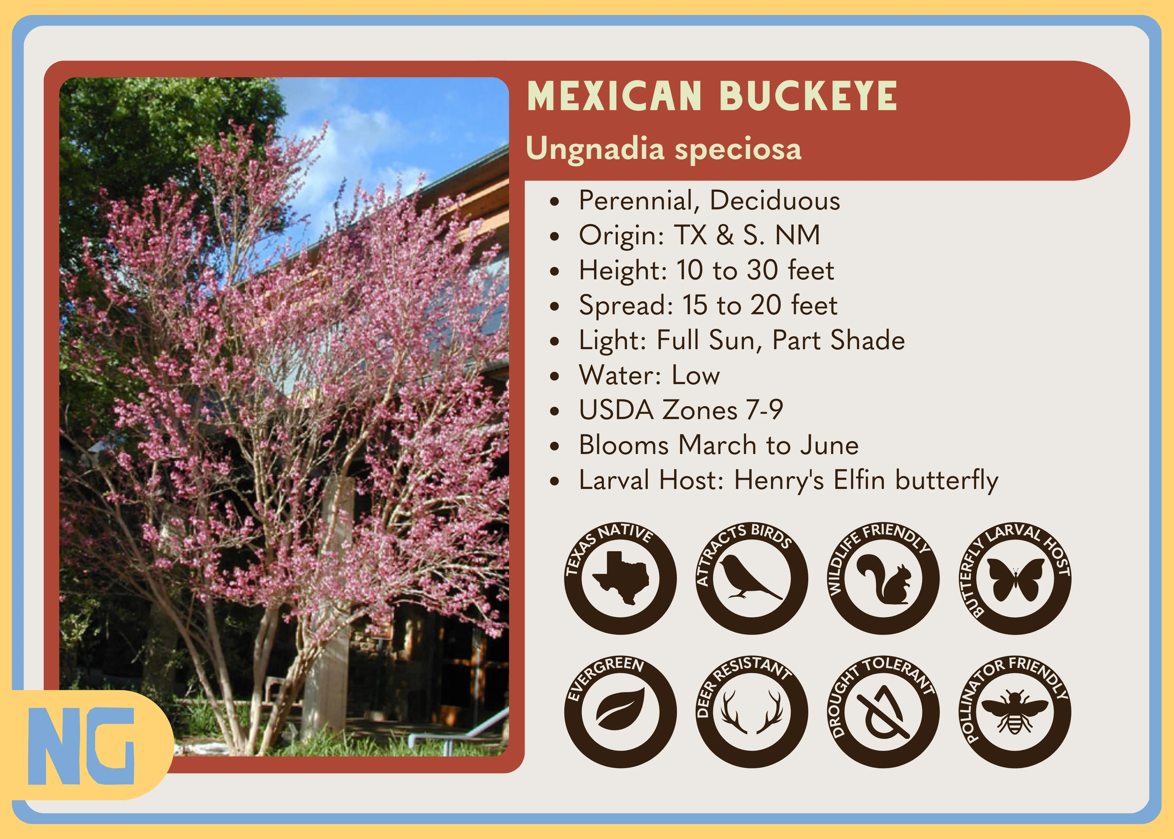 Mexican Buckeye - Image 5