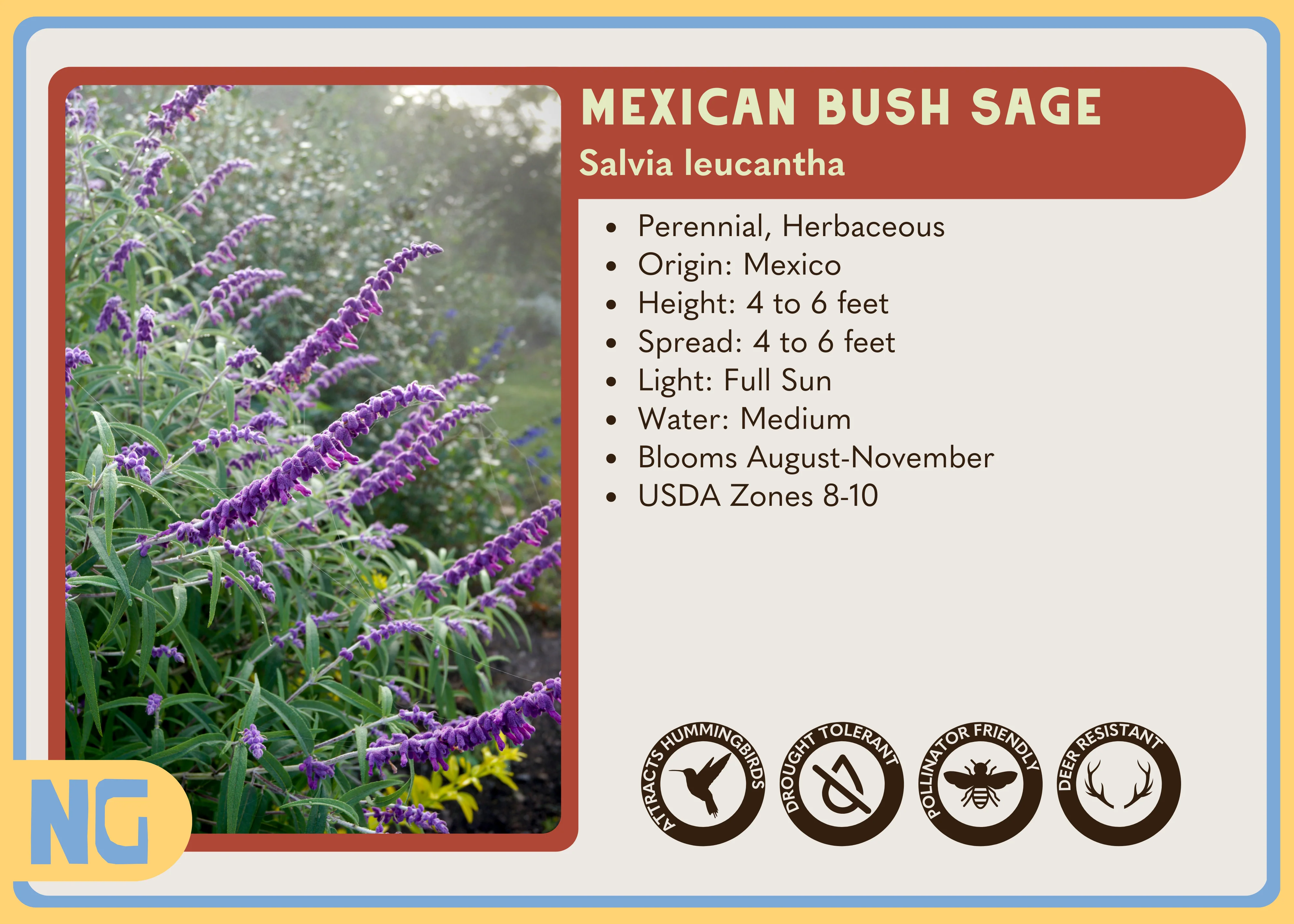 Mexican Bush Sage - Image 4