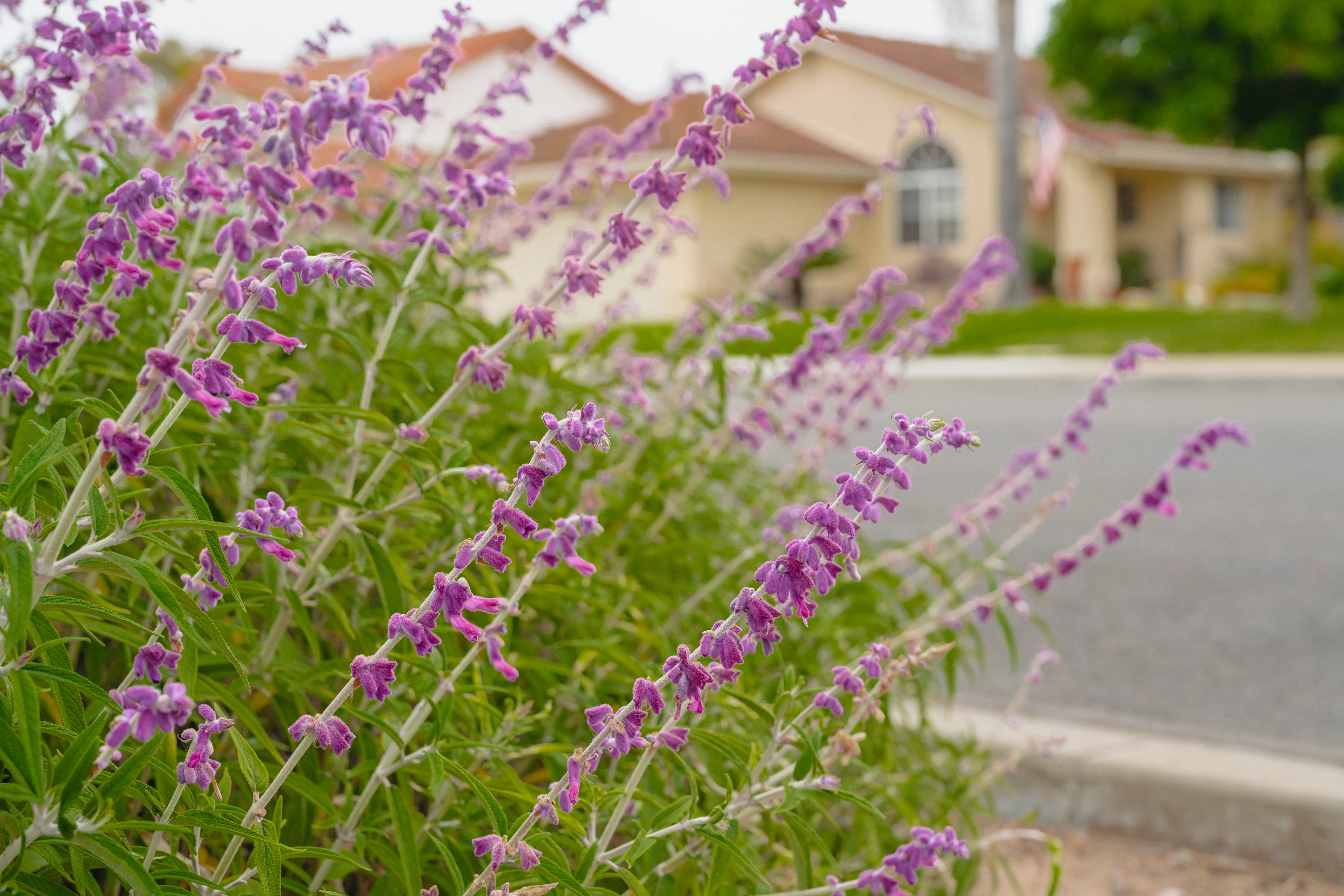 Mexican Bush Sage - Image 5