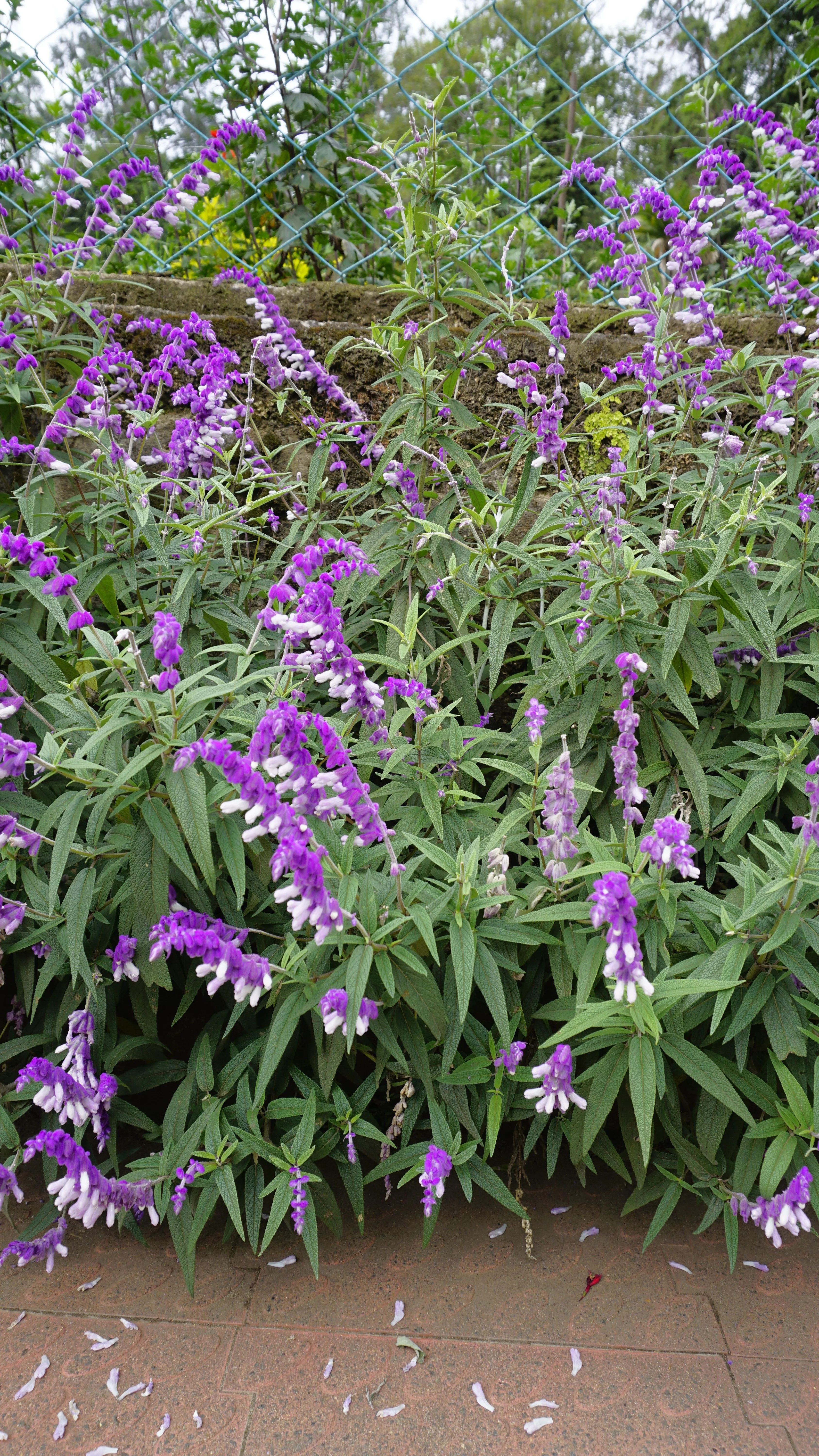 Mexican Bush Sage - Image 3