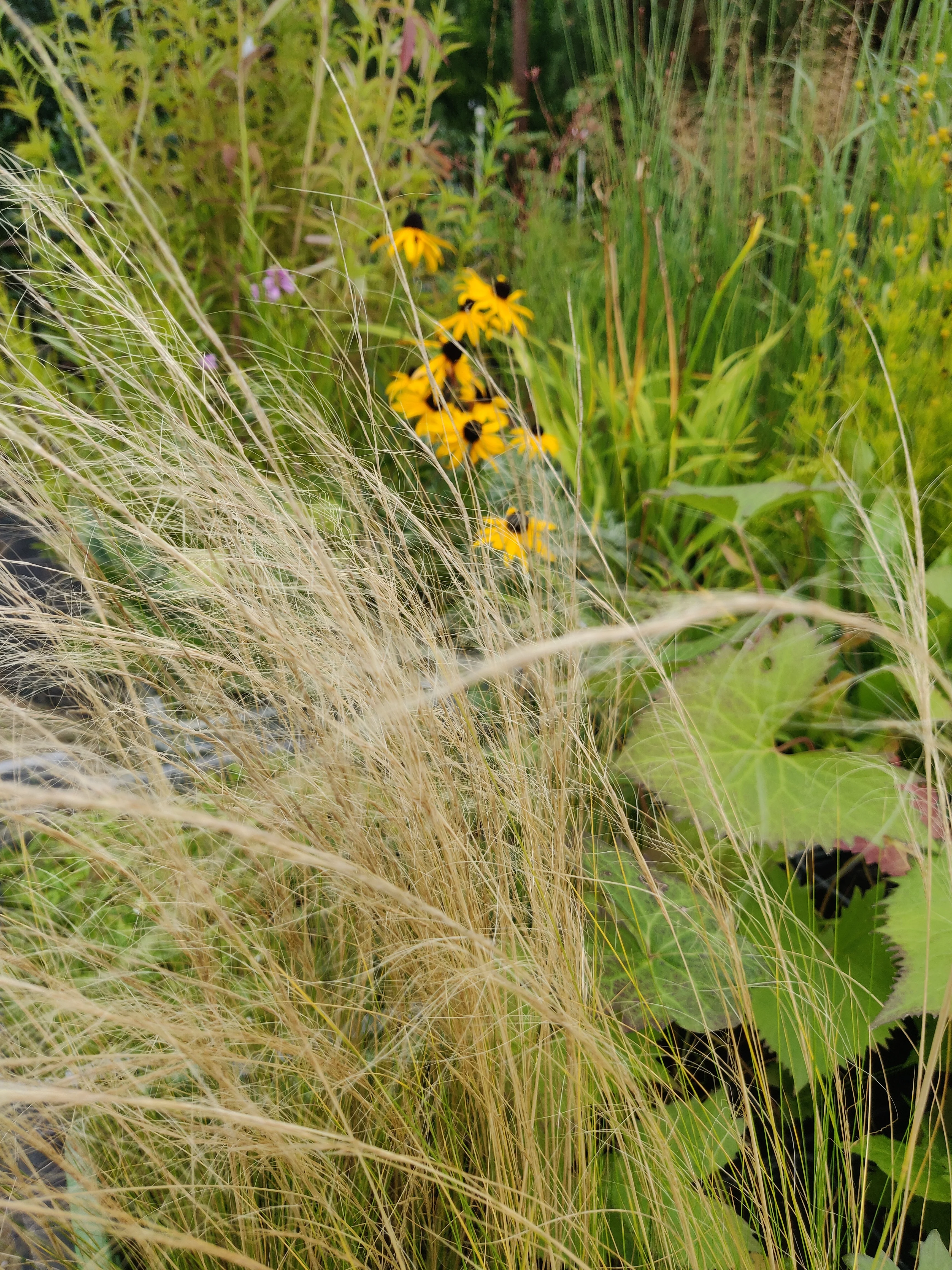 Mexican Feathergrass - Image 3