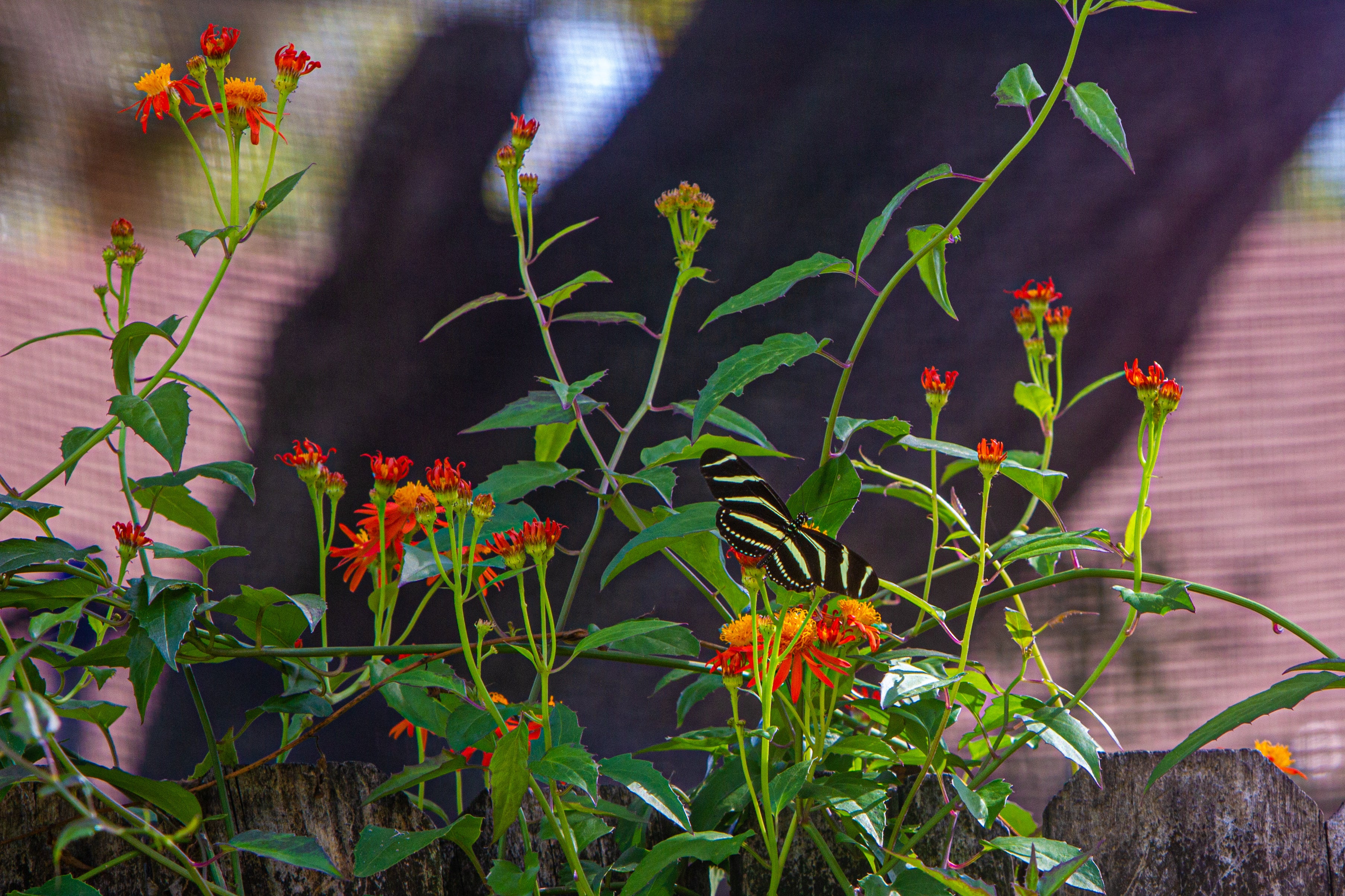 Mexican Flame Vine - Image 3
