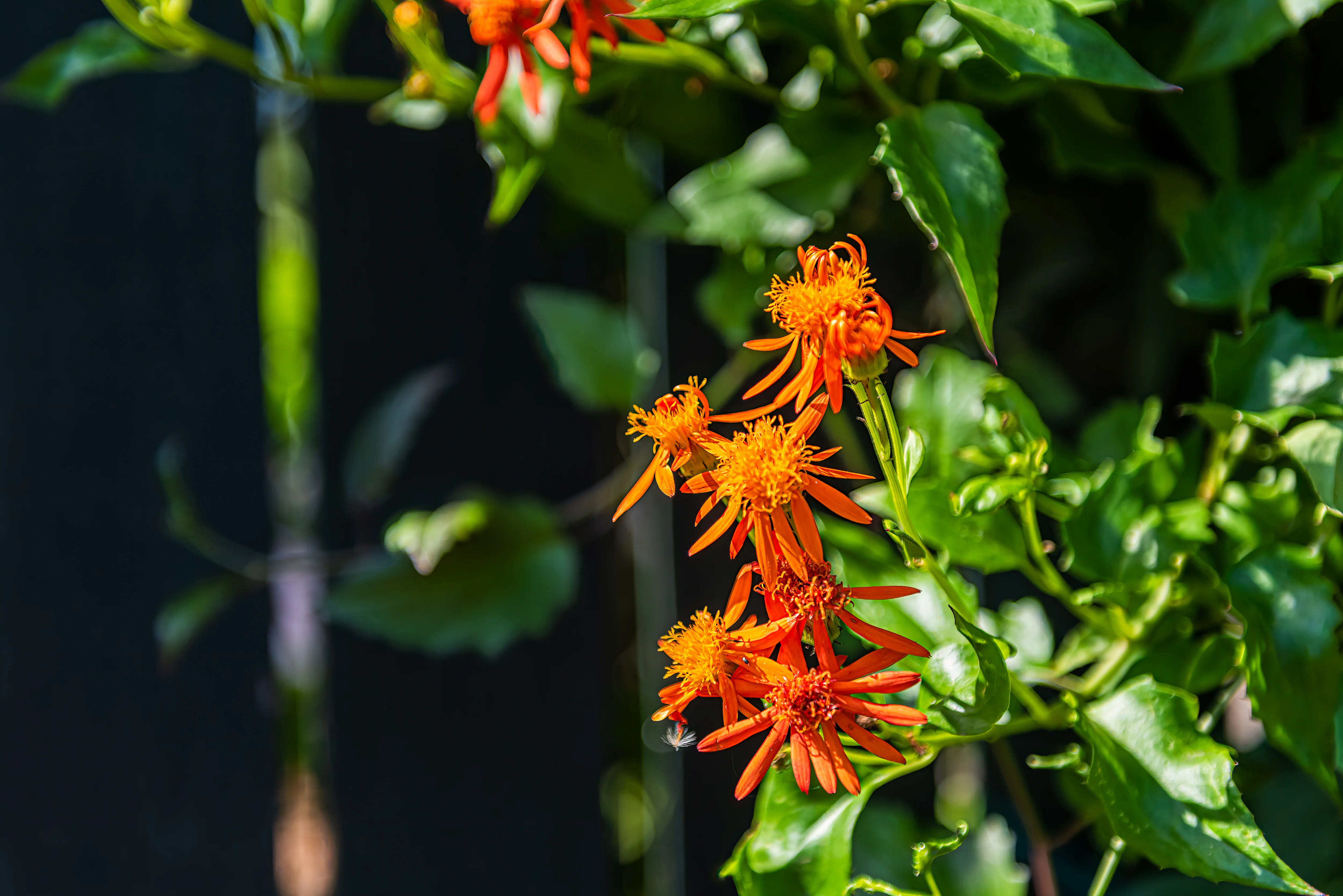Mexican Flame Vine - Image 4
