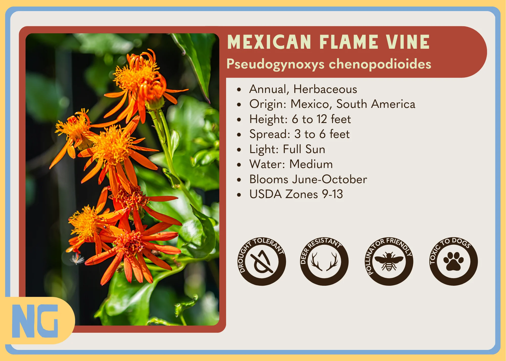 Mexican Flame Vine - Image 5