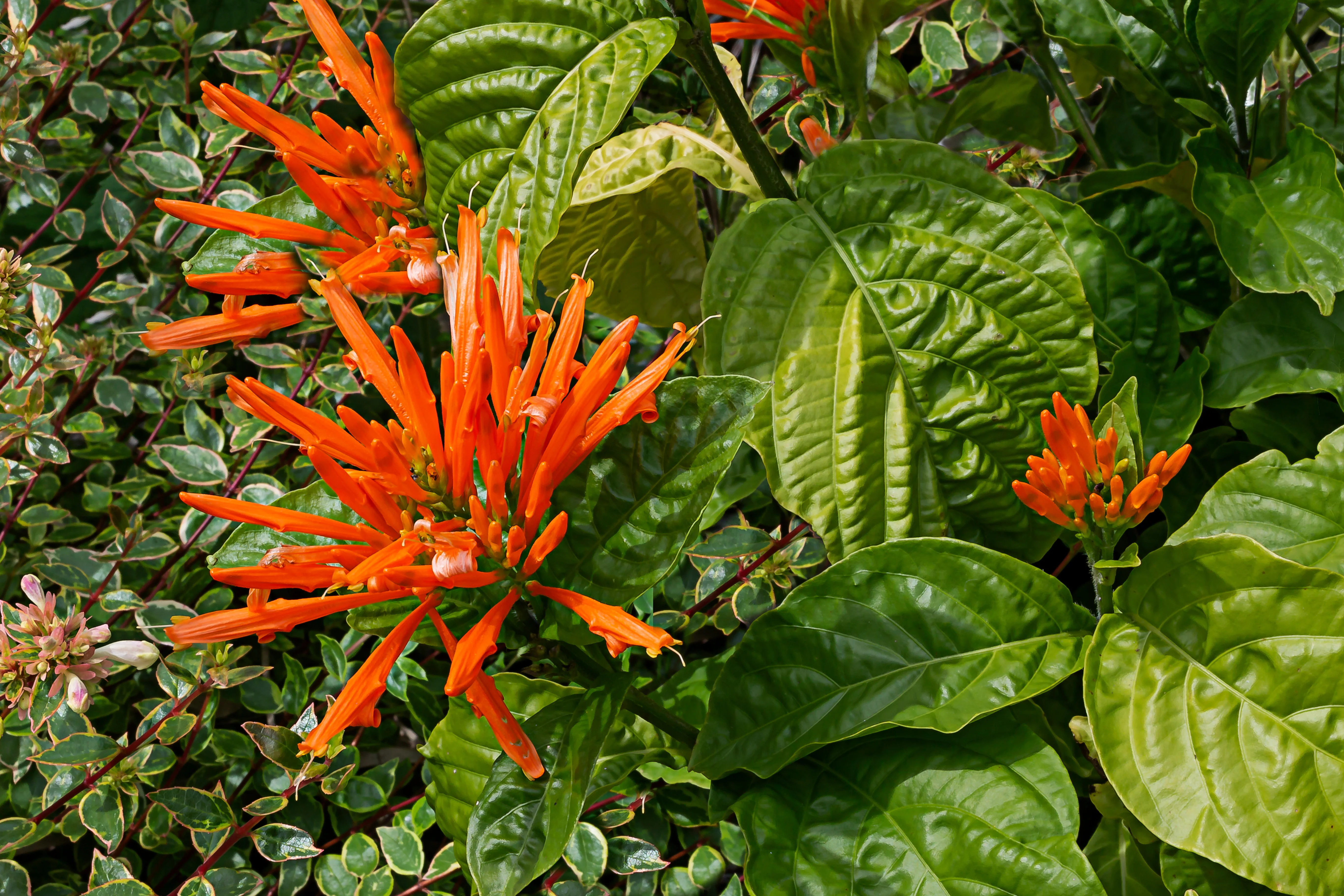 Mexican Honeysuckle - Image 2