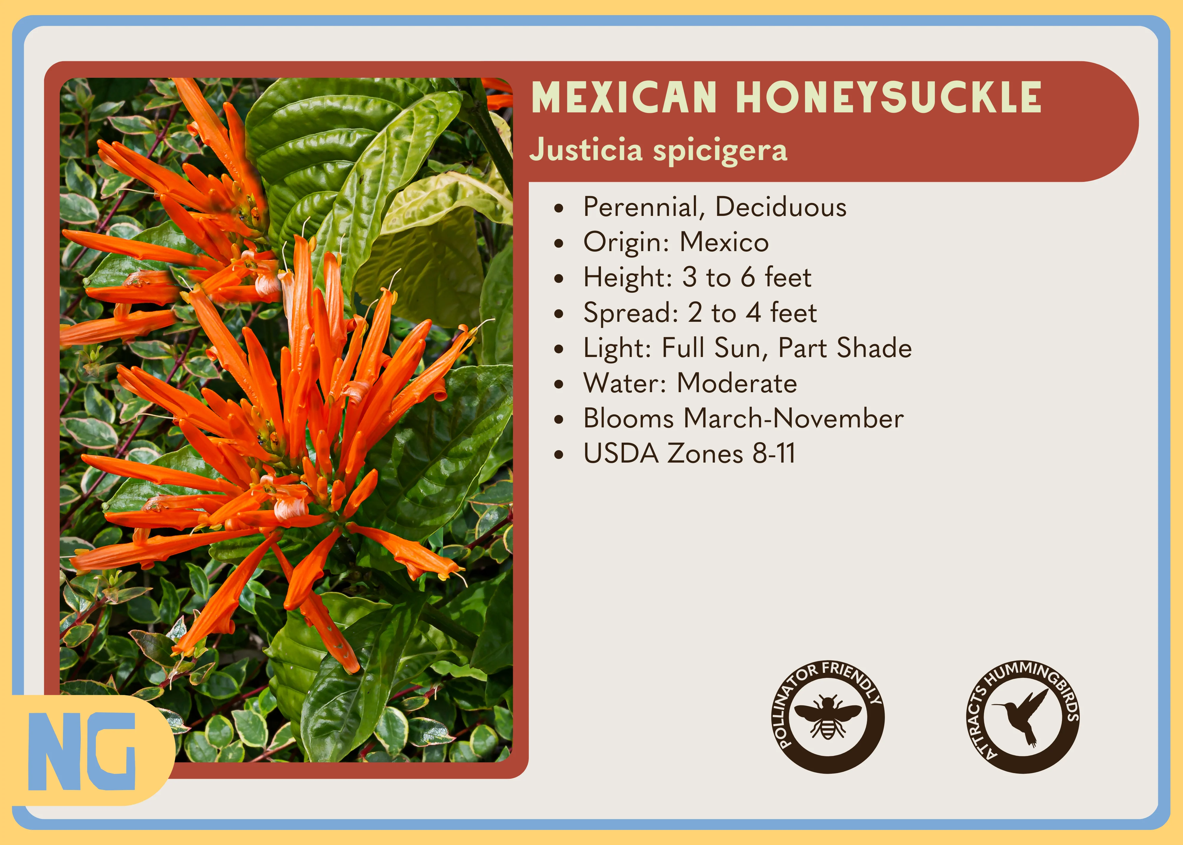 Mexican Honeysuckle - Image 3