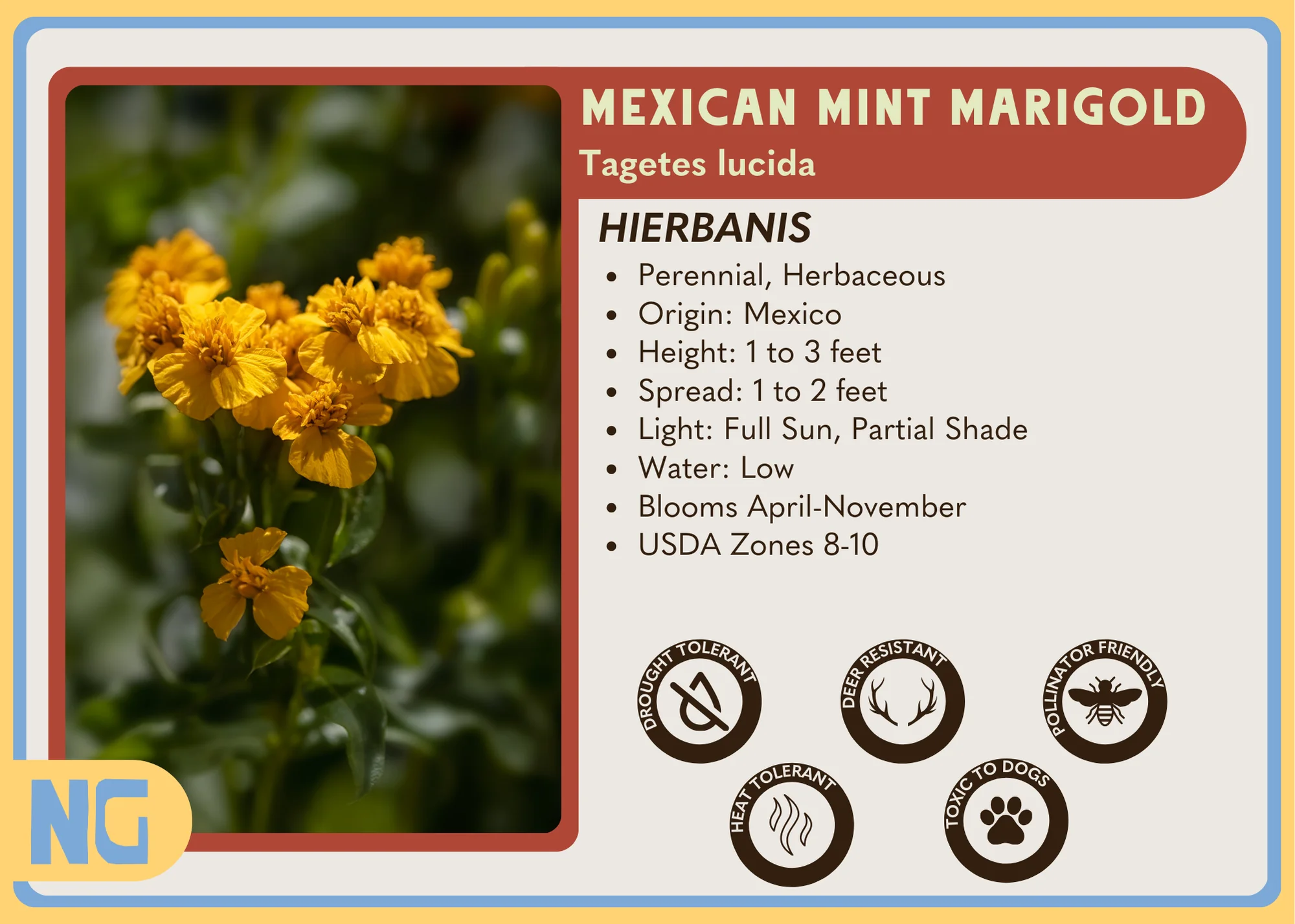 Mexican Mint Marigold - Image 3