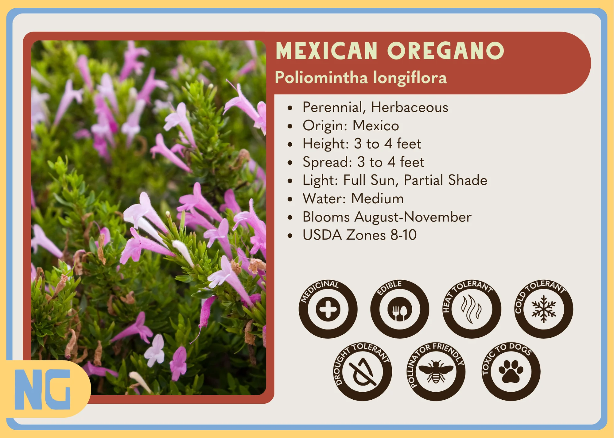 Mexican Oregano - Image 3