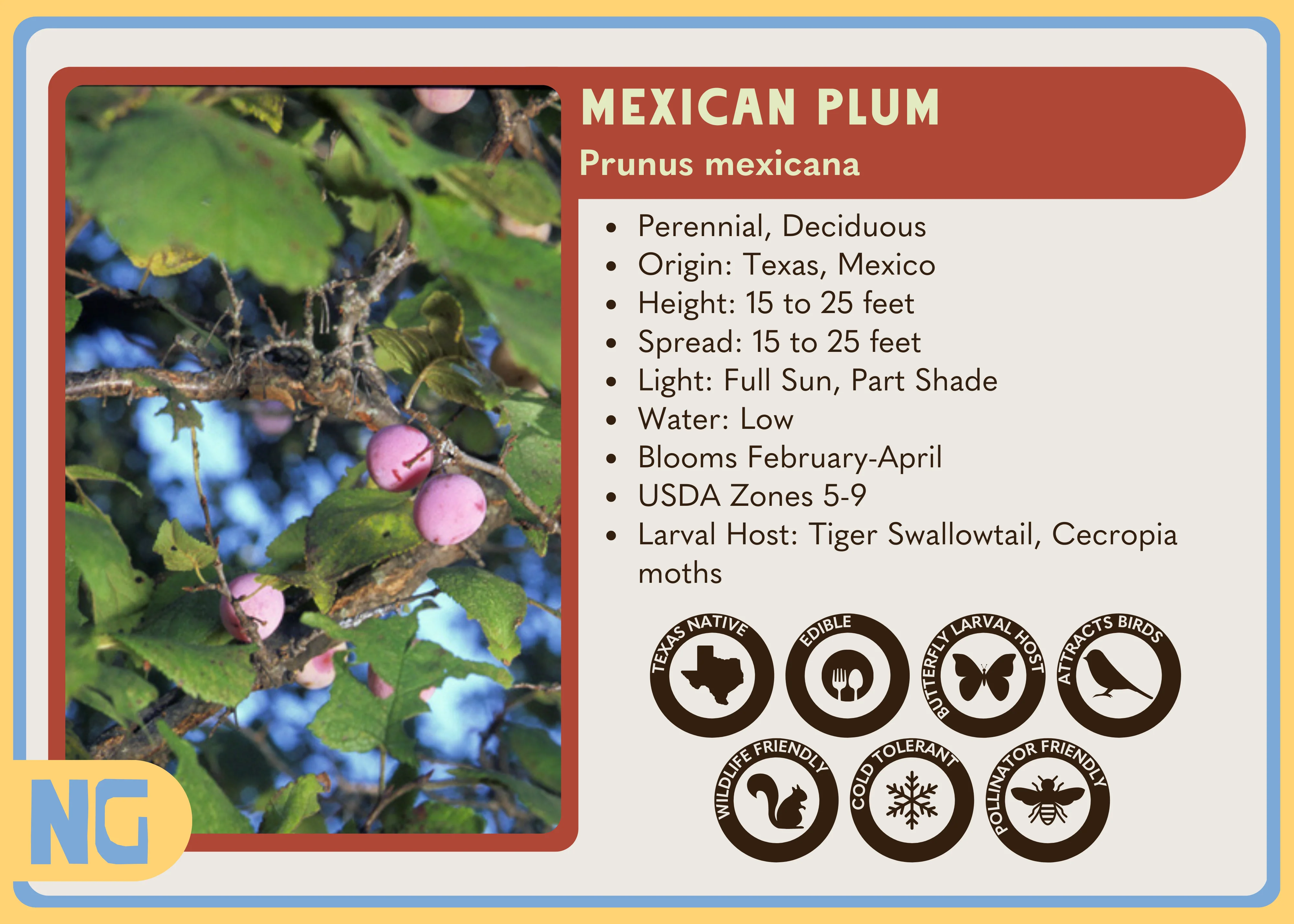 Mexican Plum - Image 3