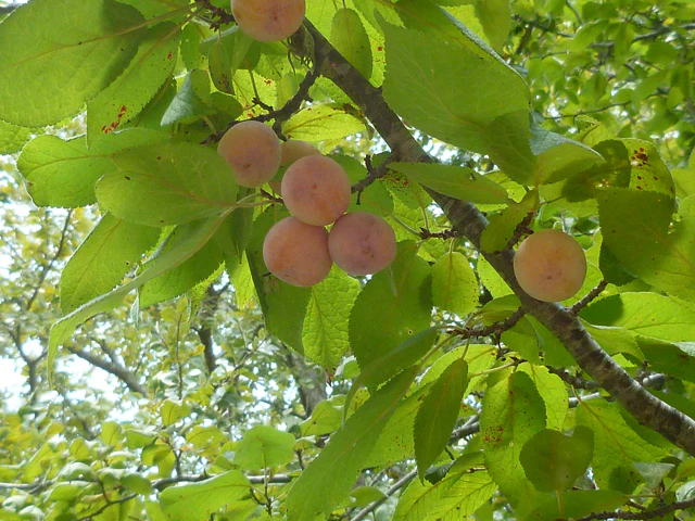 Mexican Plum - Image 4