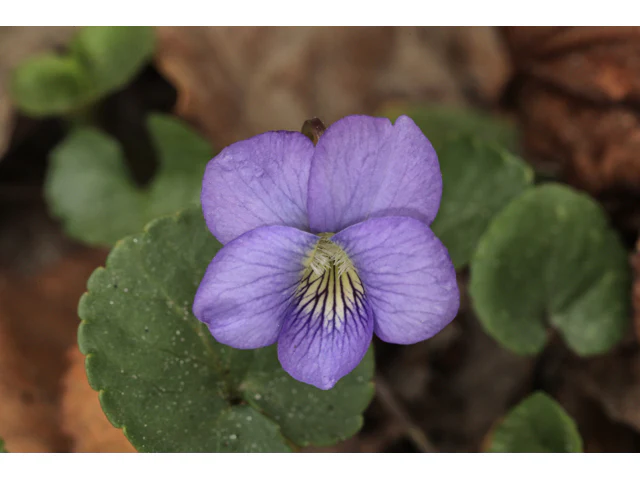 Missouri Violet - Image 3