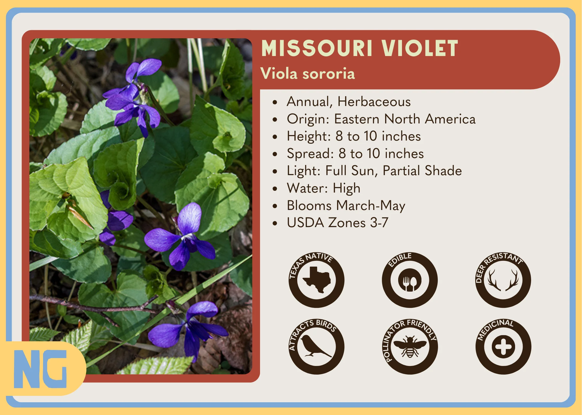 Missouri Violet - Image 4