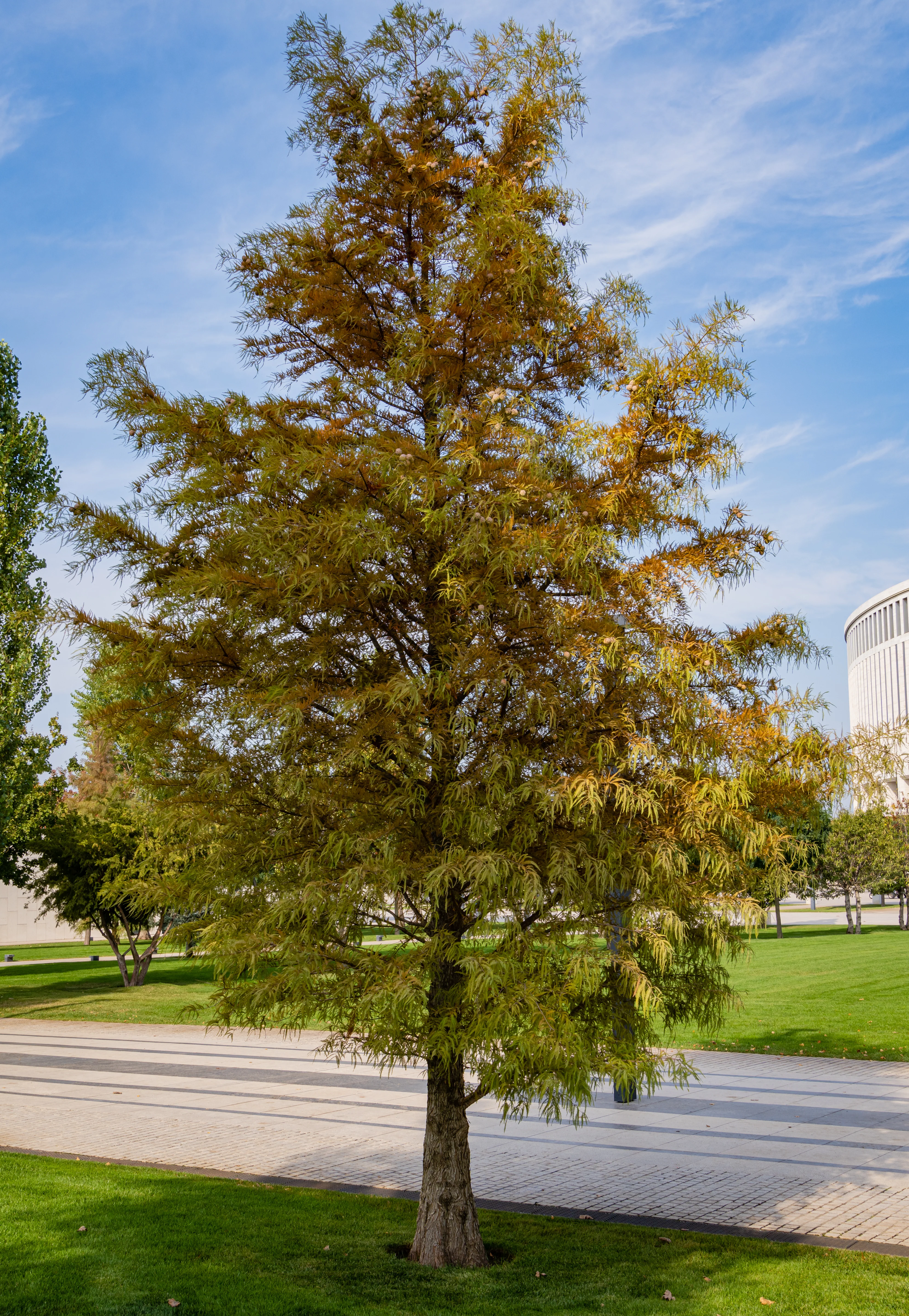 Montezuma Bald Cypress - Image 2