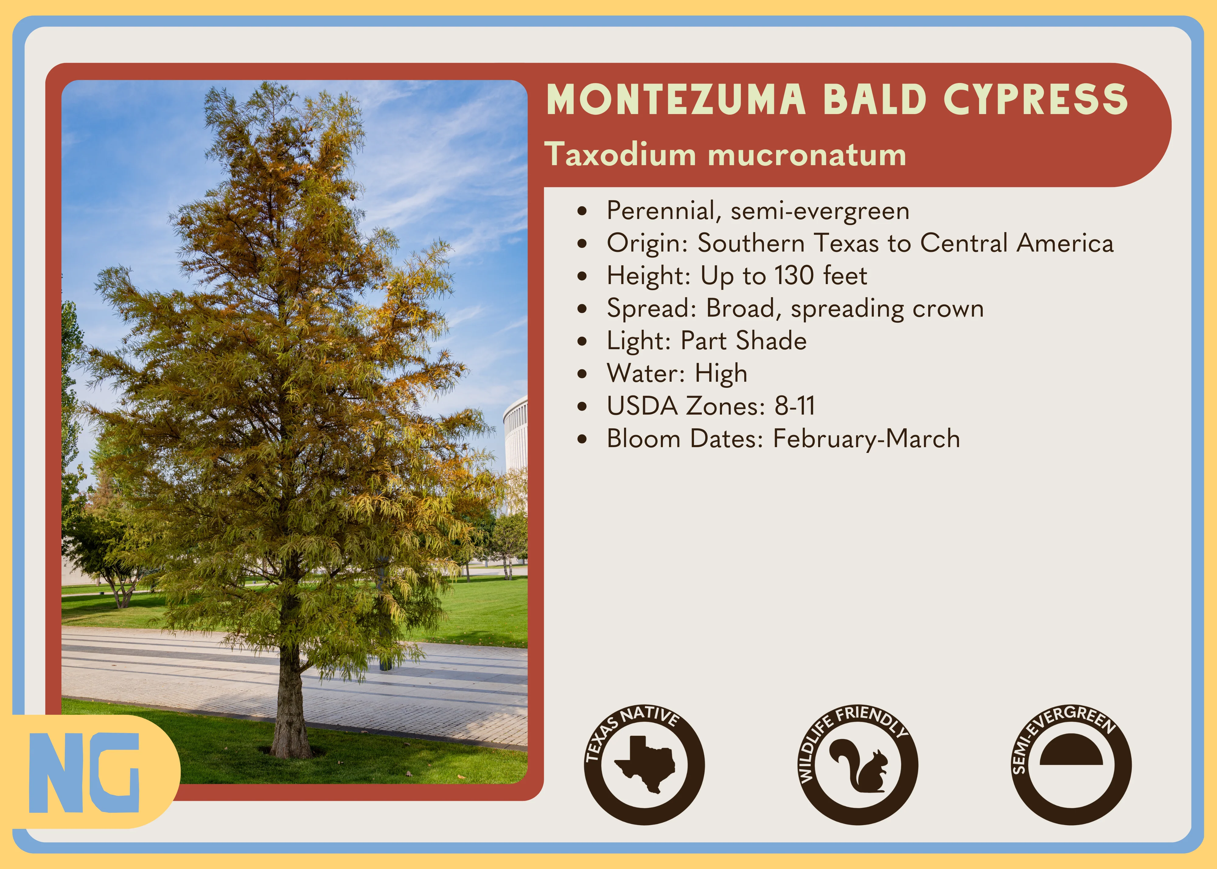 Montezuma Bald Cypress - Image 3