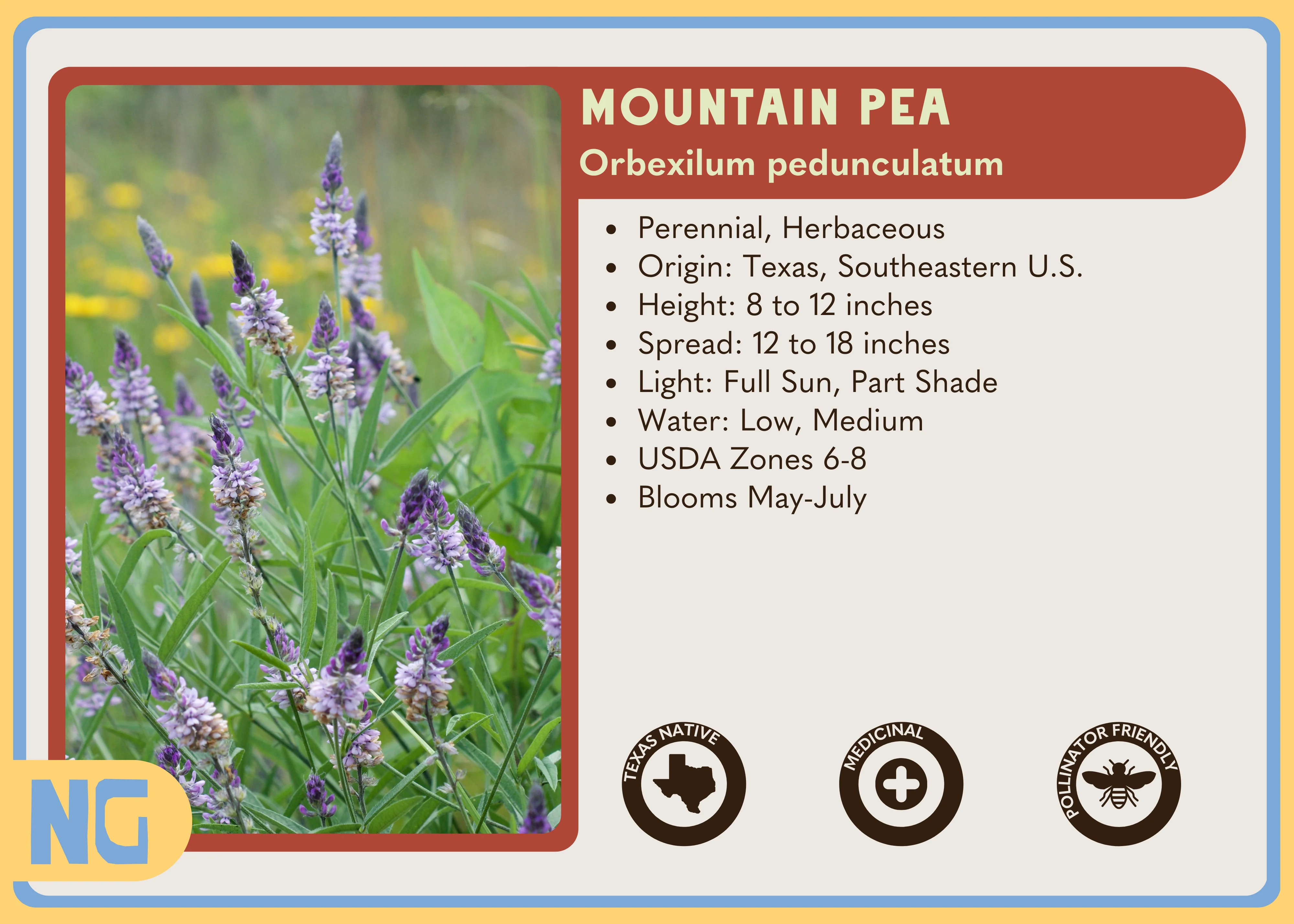 Mountain Pea - Image 3