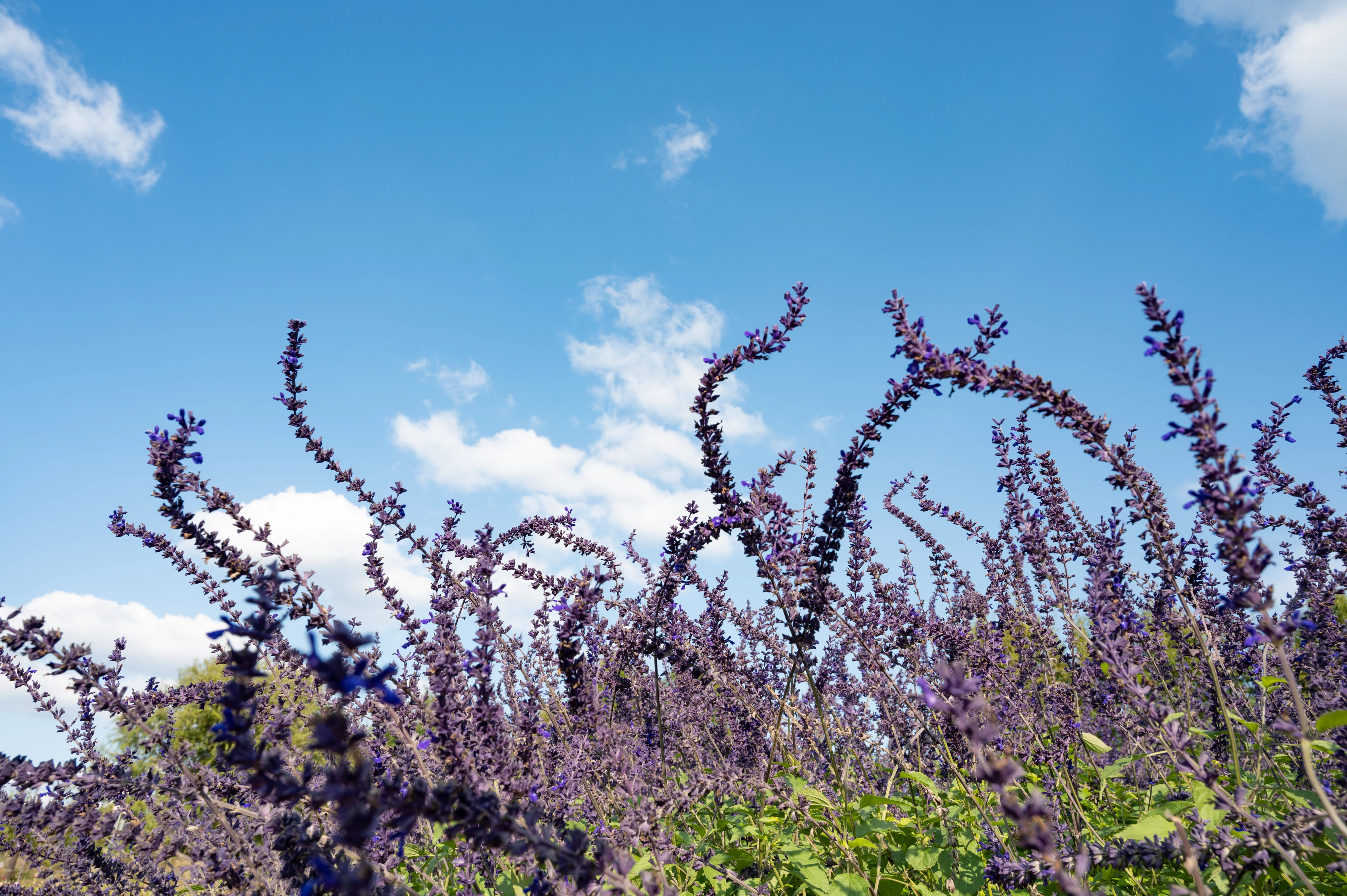 Mystic Spires Salvia - Image 3