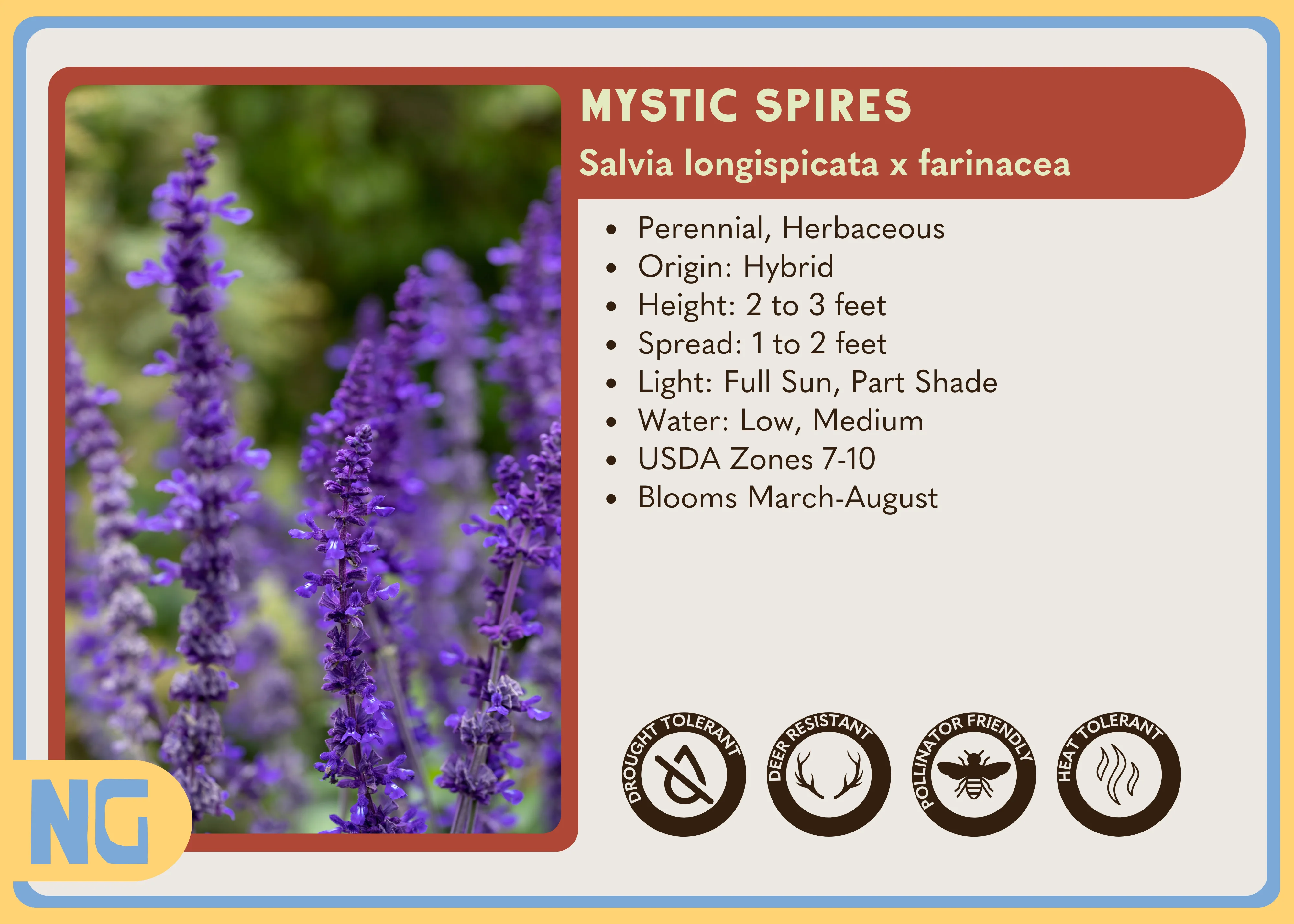 Mystic Spires Salvia - Image 4