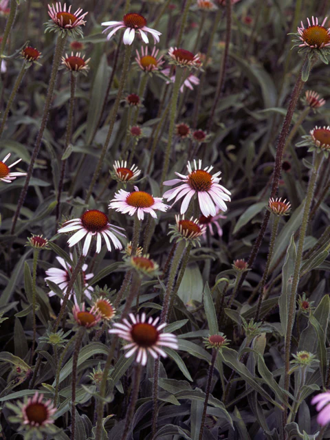 Narrow-leaf Coneflower - Image 2