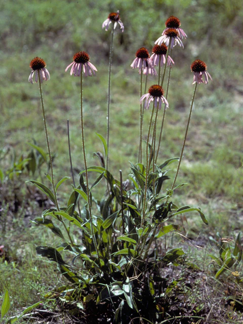 Narrow-leaf Coneflower - Image 3