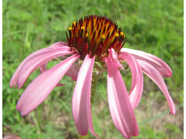 Narrow-leaf Coneflower - Image 4
