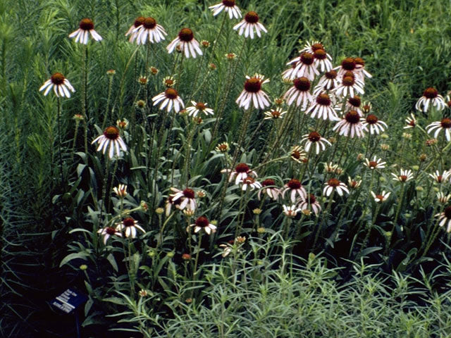 Narrow-leaf Coneflower - Image 5