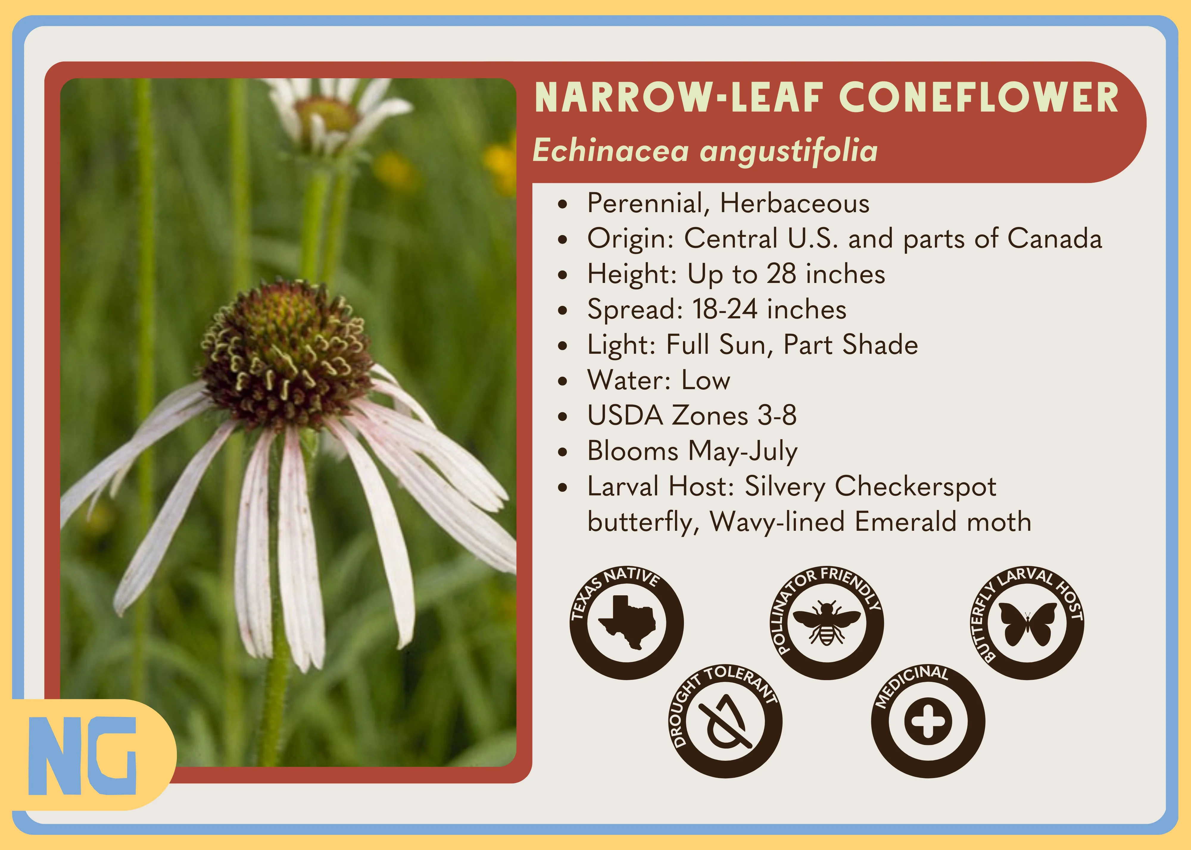 Narrow-leaf Coneflower - Image 6