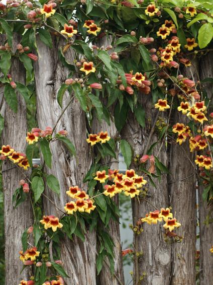 Native Crossvine - Image 2