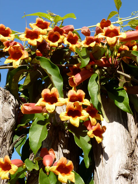 Native Crossvine - Image 3