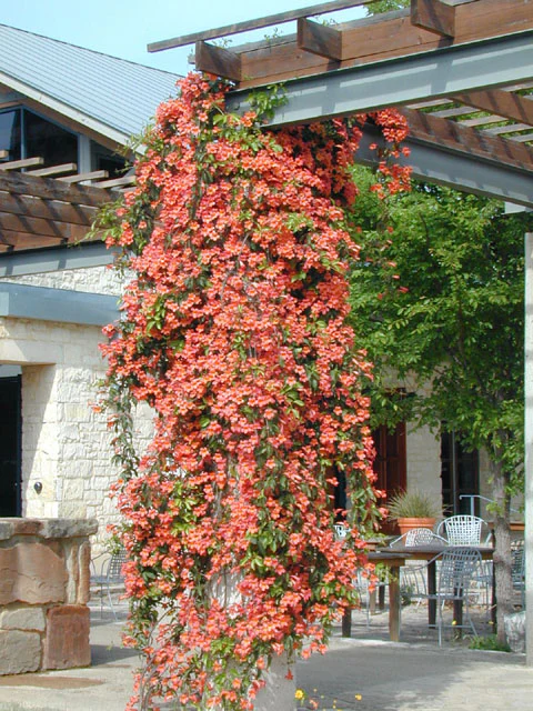 Native Crossvine - Image 4