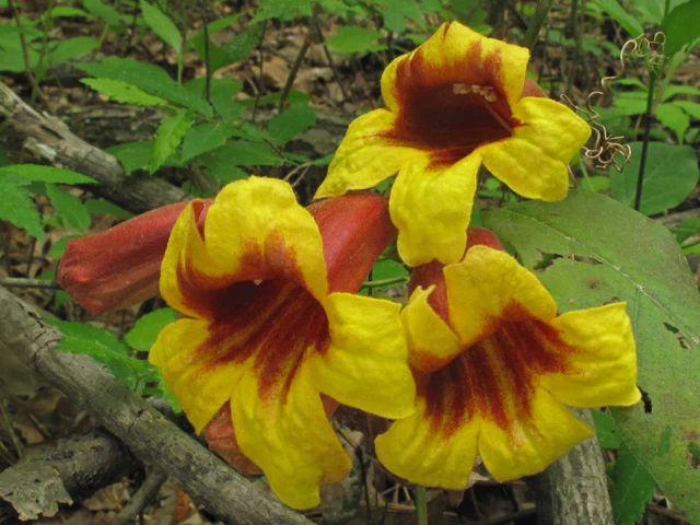 Native Crossvine - Image 5