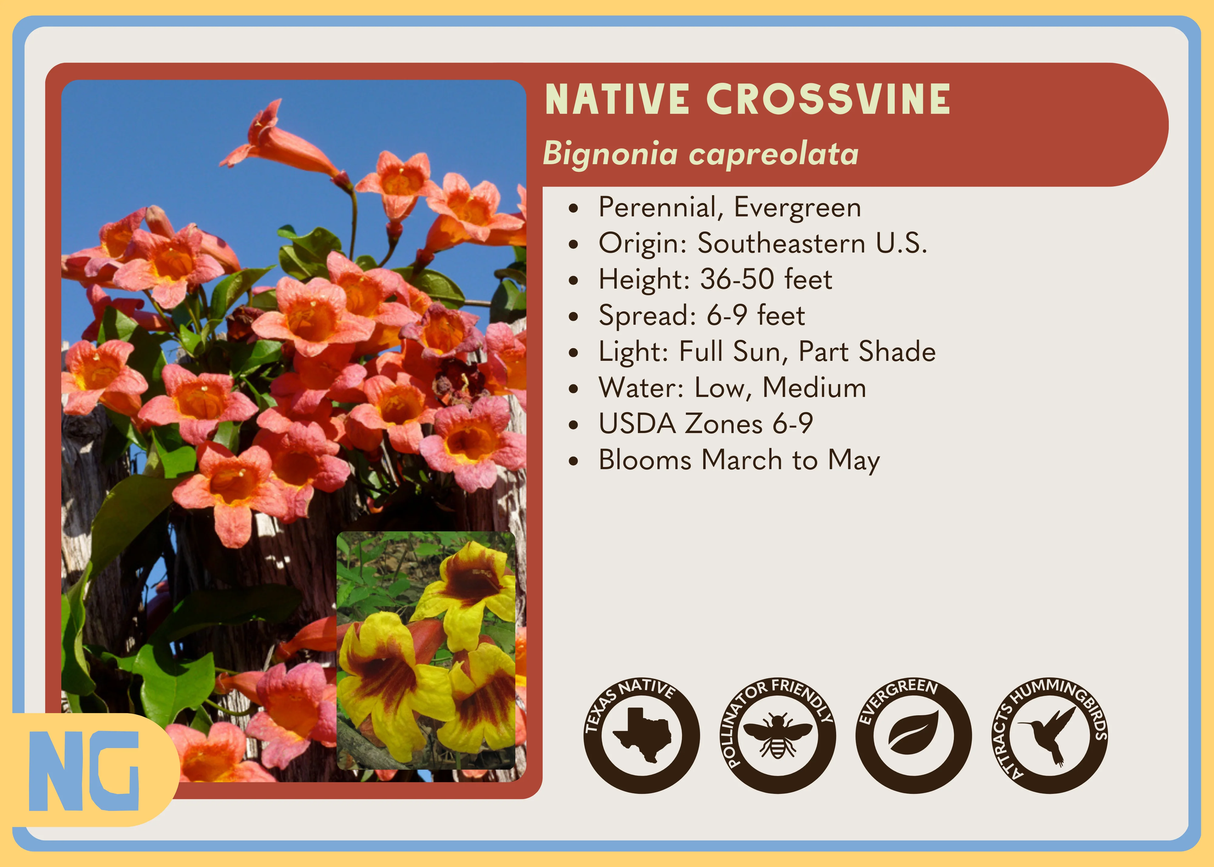 Native Crossvine - Image 6