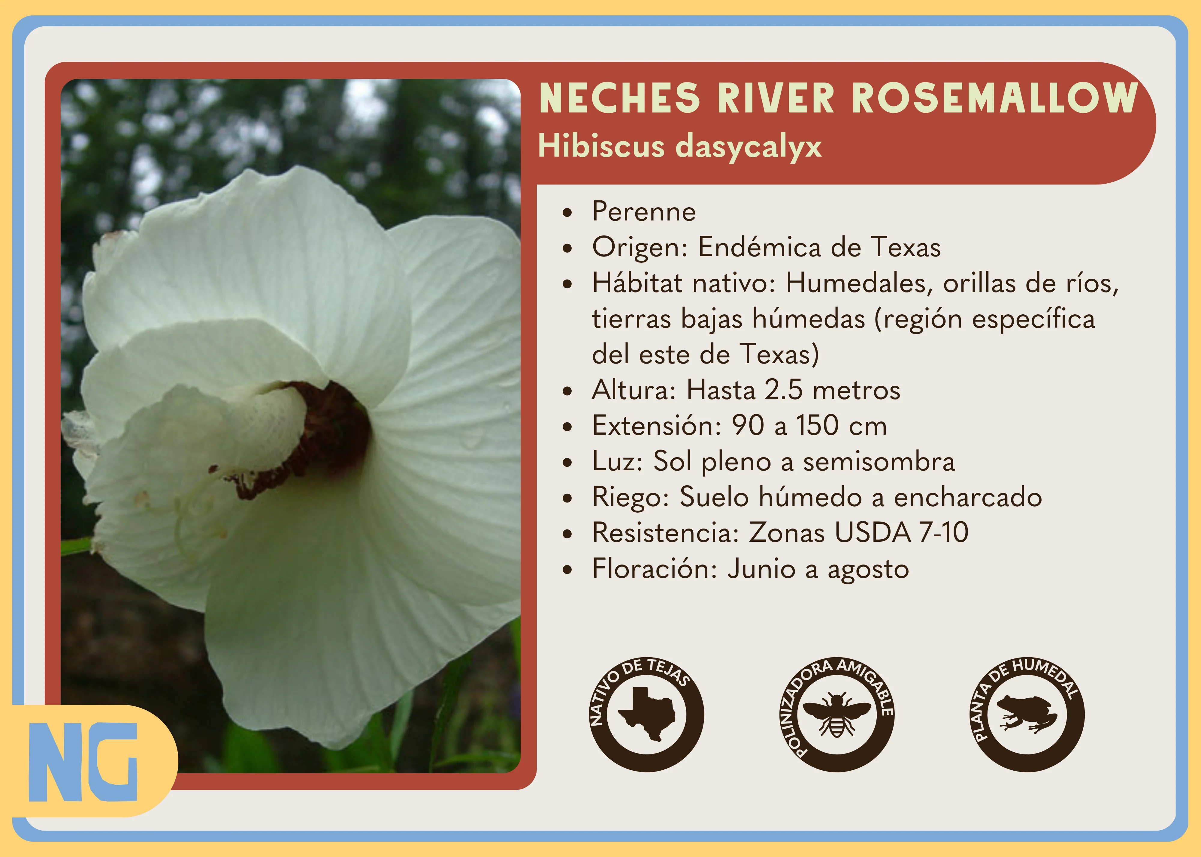 Neches River Rosemallow - Image 3