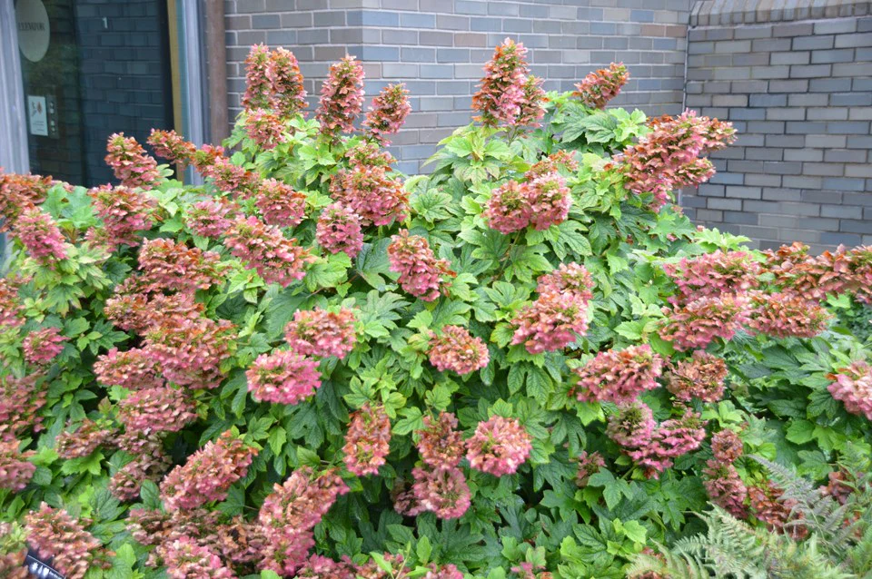 Oakleaf Hydrangea 'Ruby Slippers' - Image 2