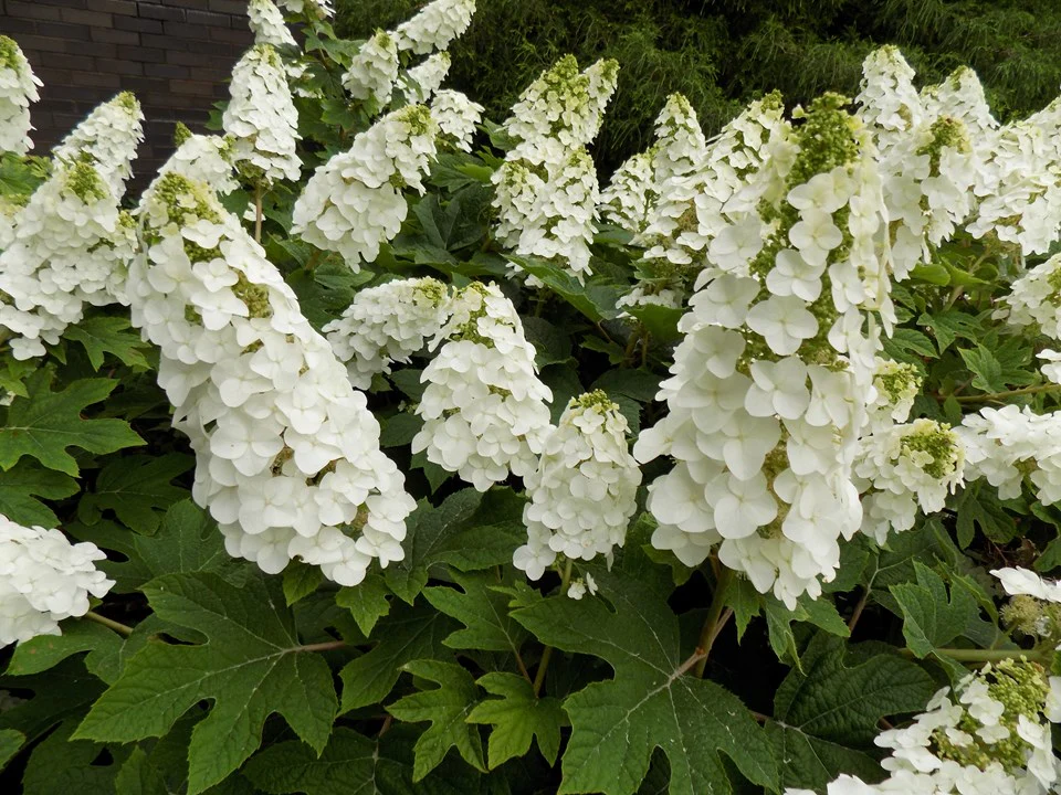 Oakleaf Hydrangea 'Ruby Slippers' - Image 3