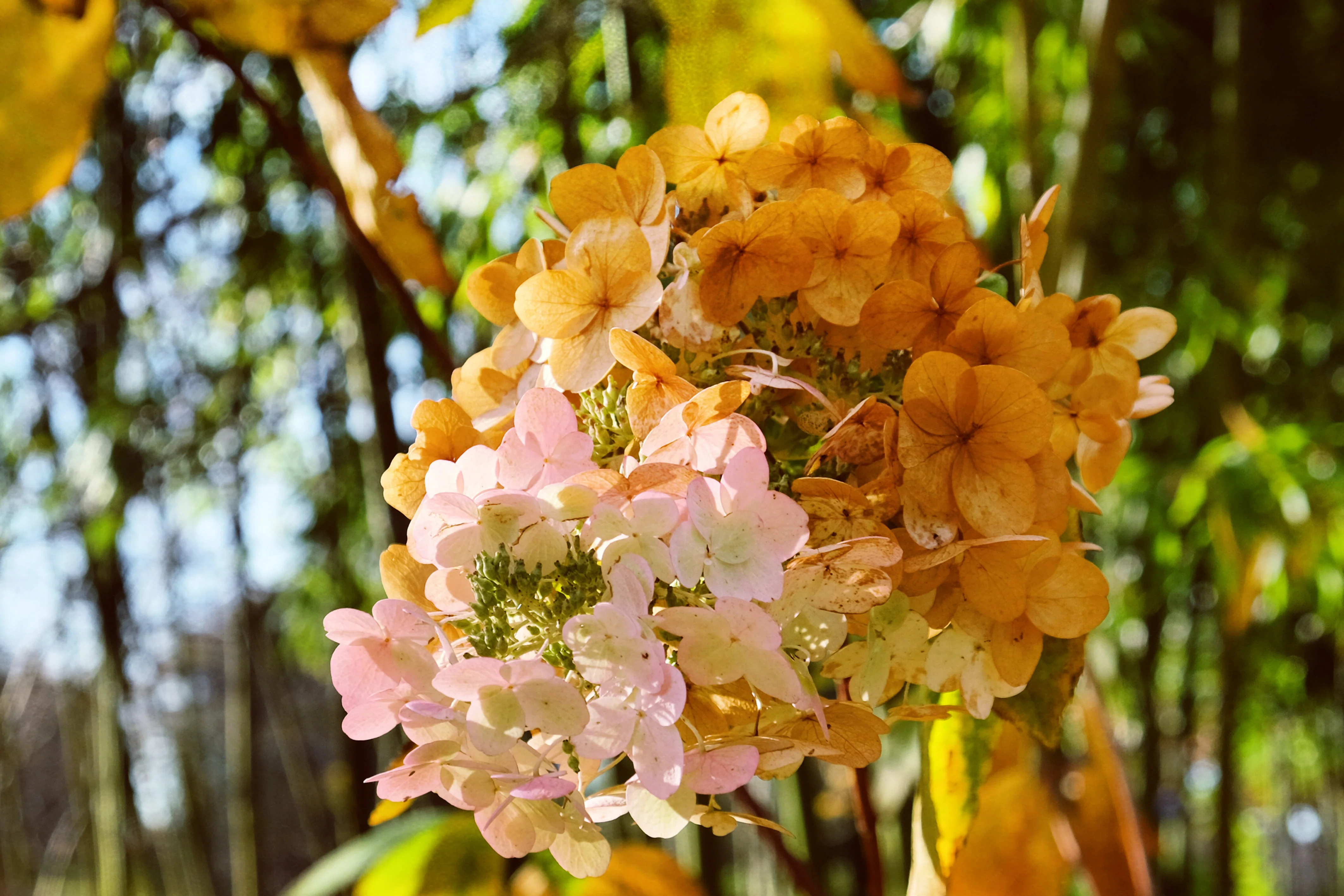 Oakleaf Hydrangea 'Snow Queen' - Image 3