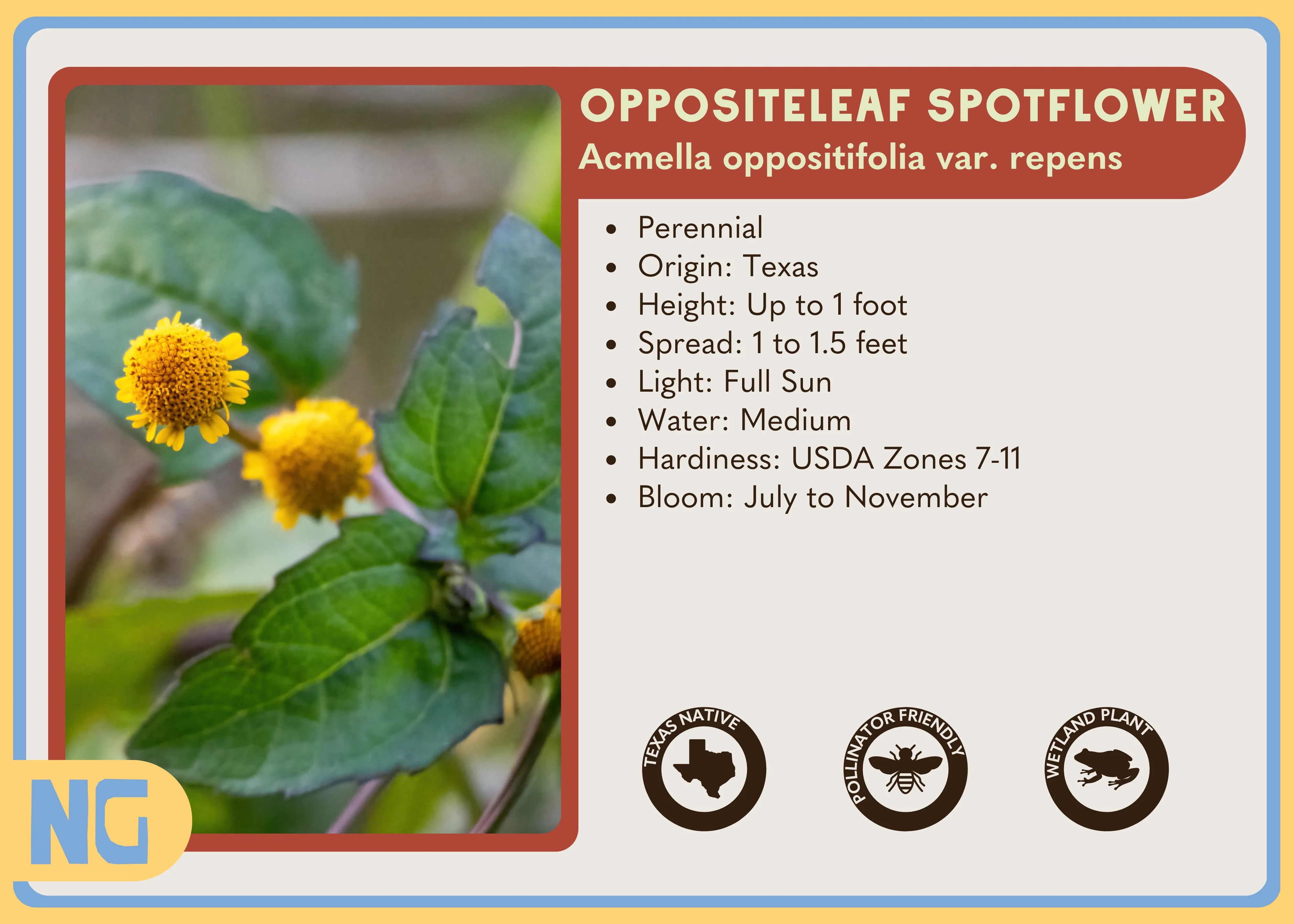 Oppositeleaf Spotflower - Image 3