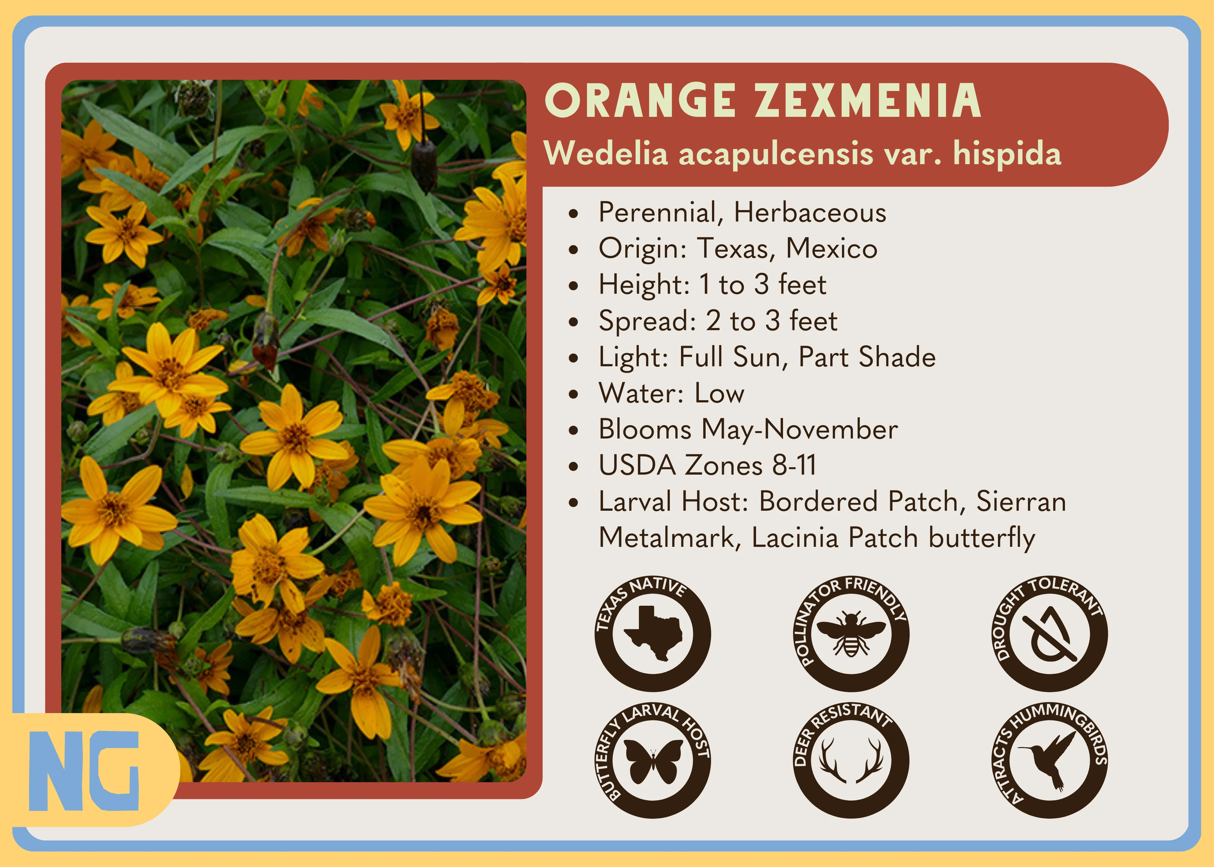Orange Zexmenia - Image 3