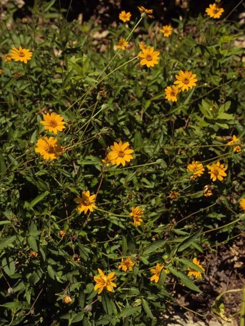 Orange Zexmenia - Image 4