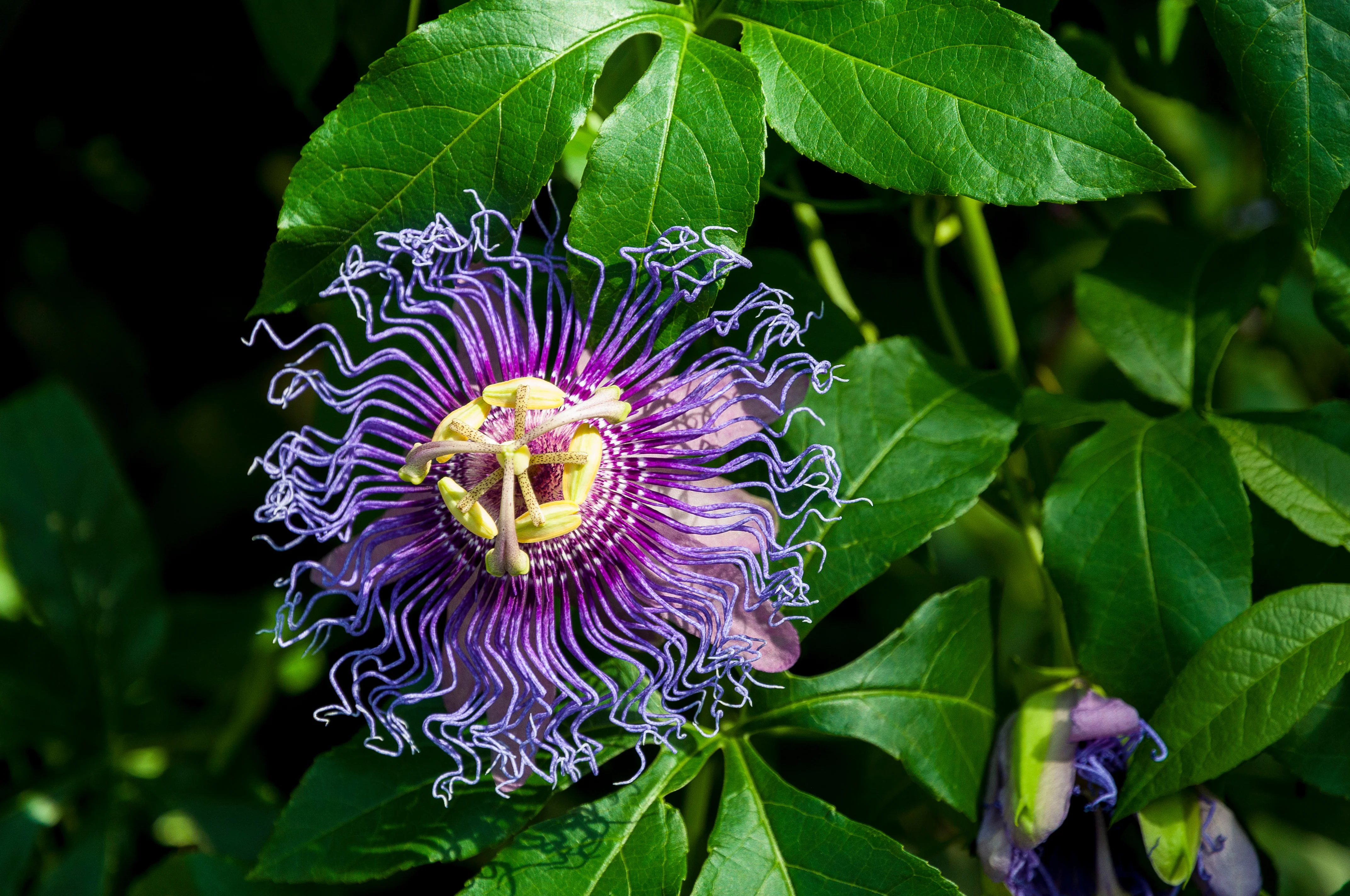Passionflower - Image 2