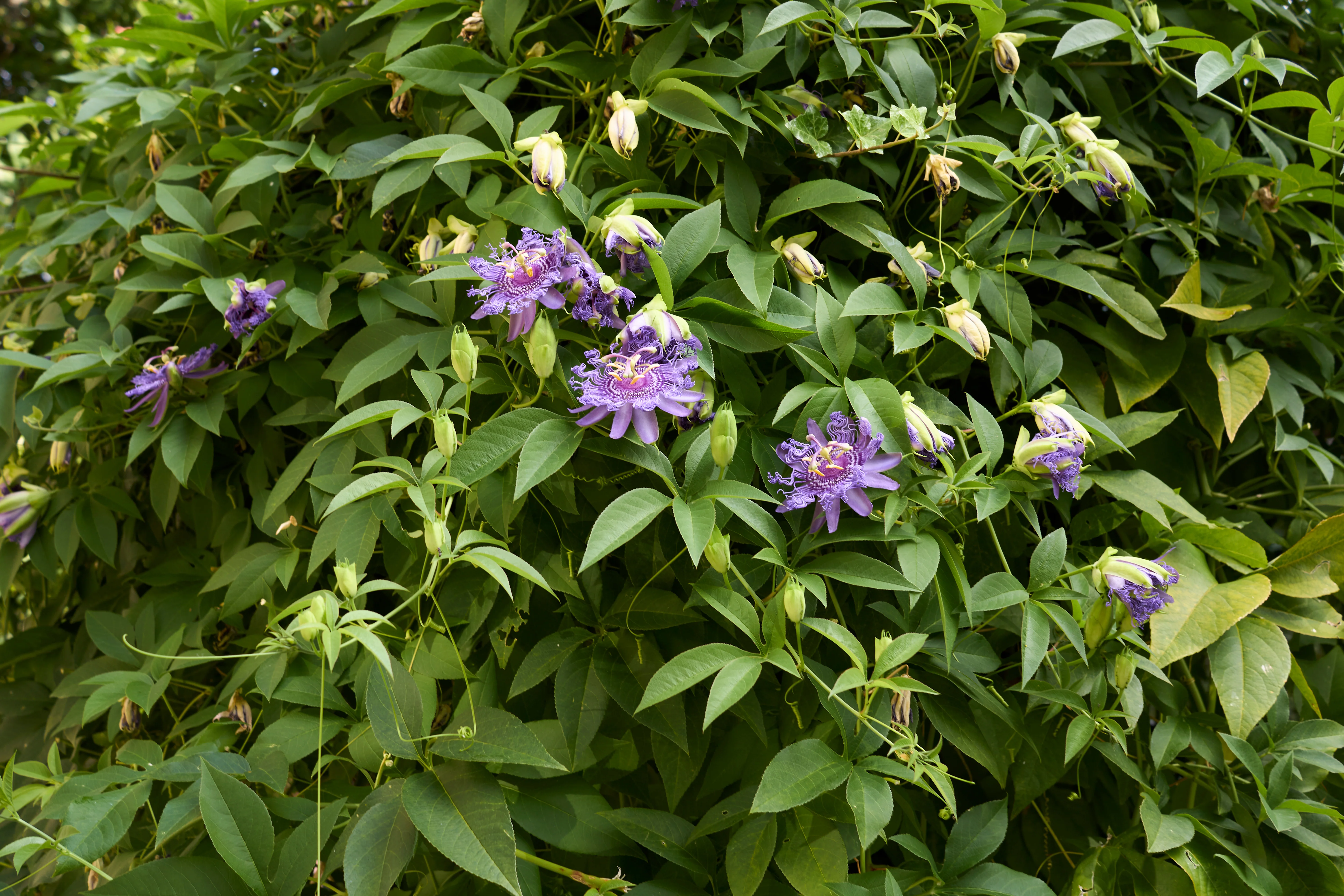 Passionflower - Image 3