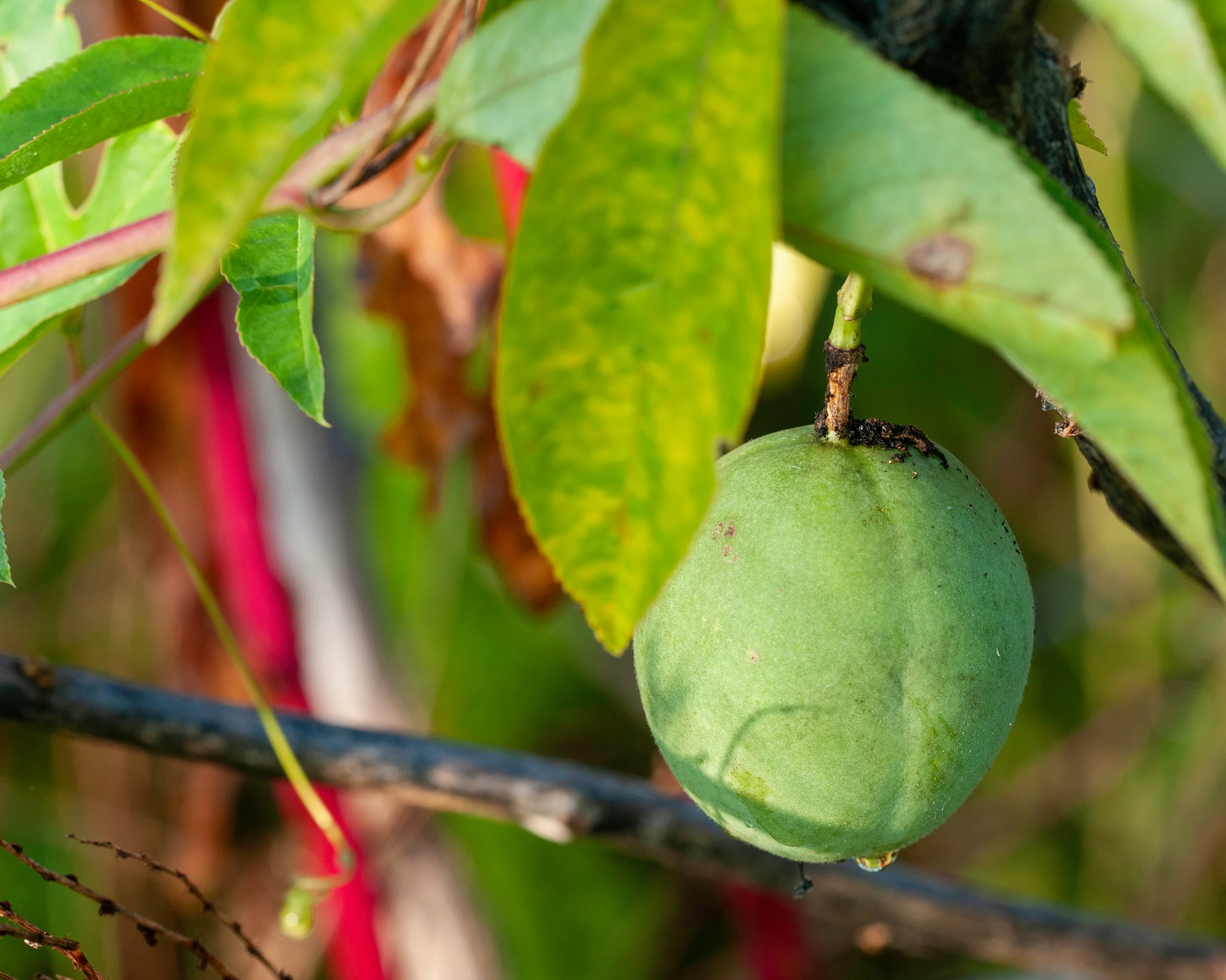 Passionflower - Image 4