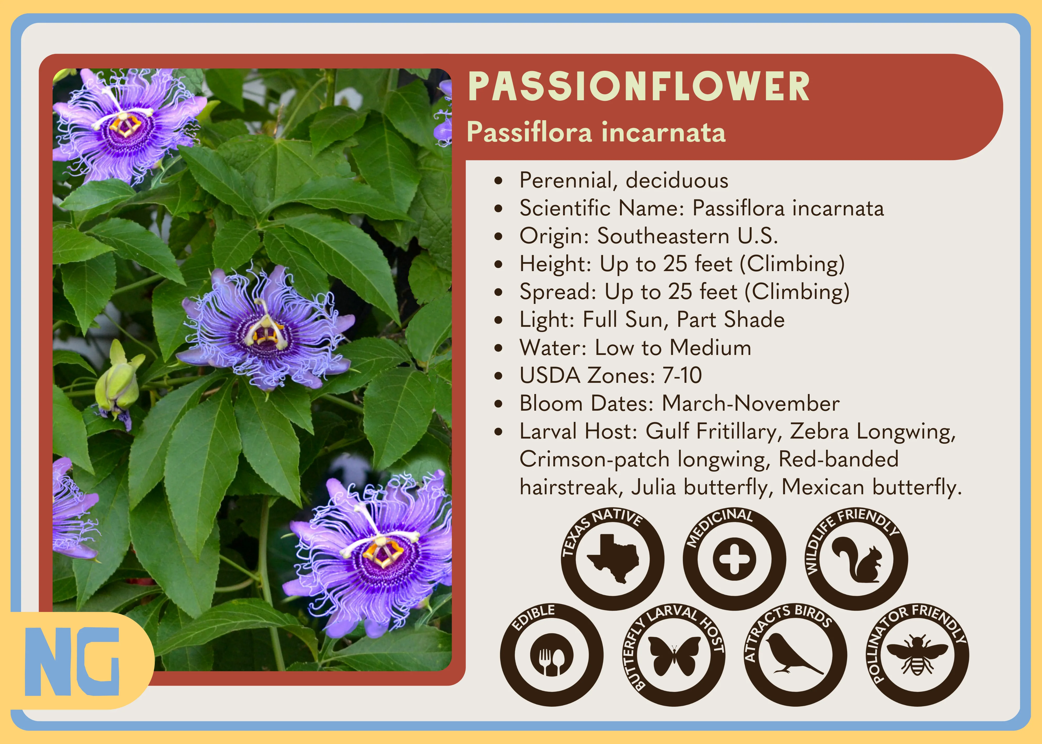 Passionflower - Image 5